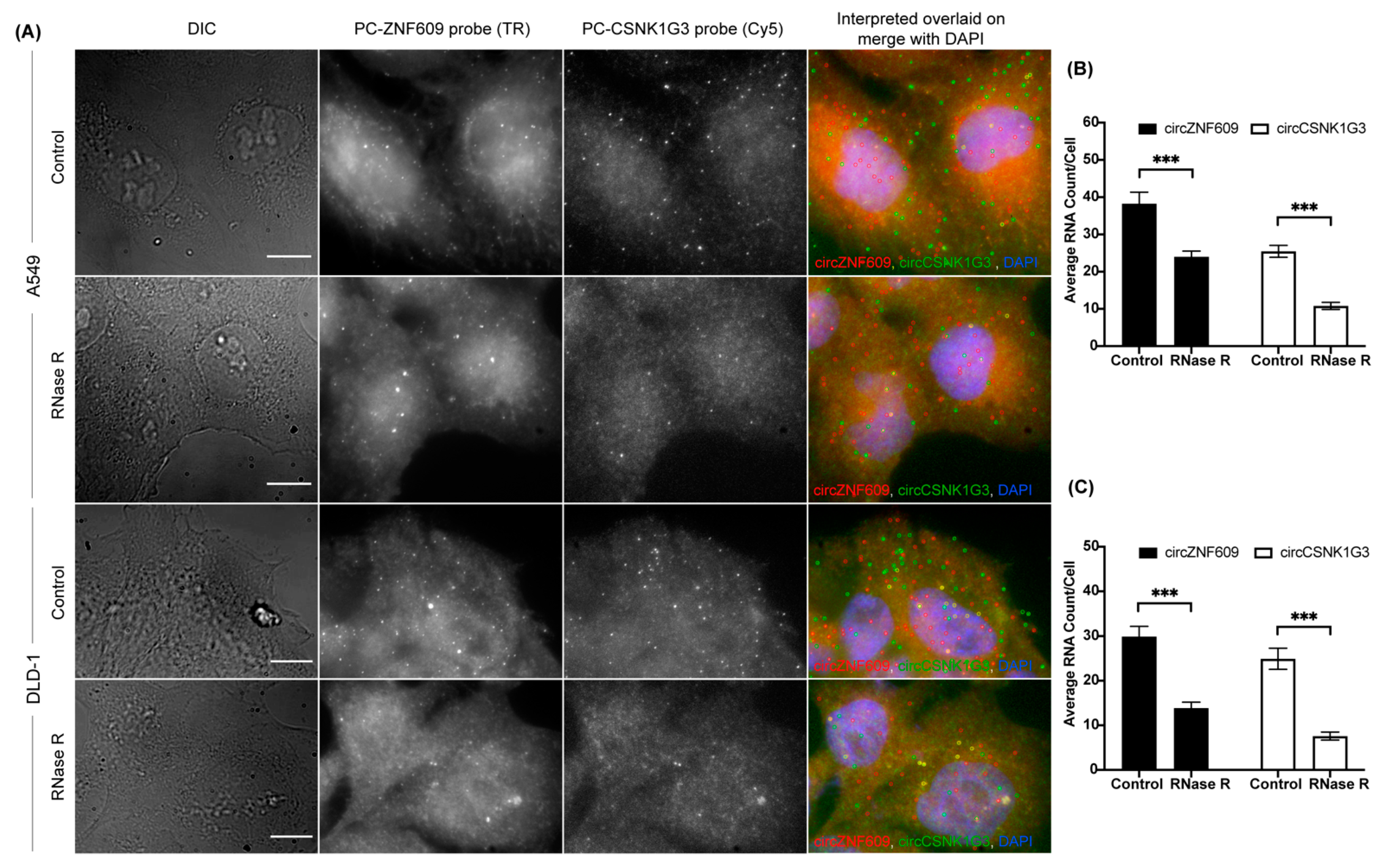 Cancers 14 00428 g004