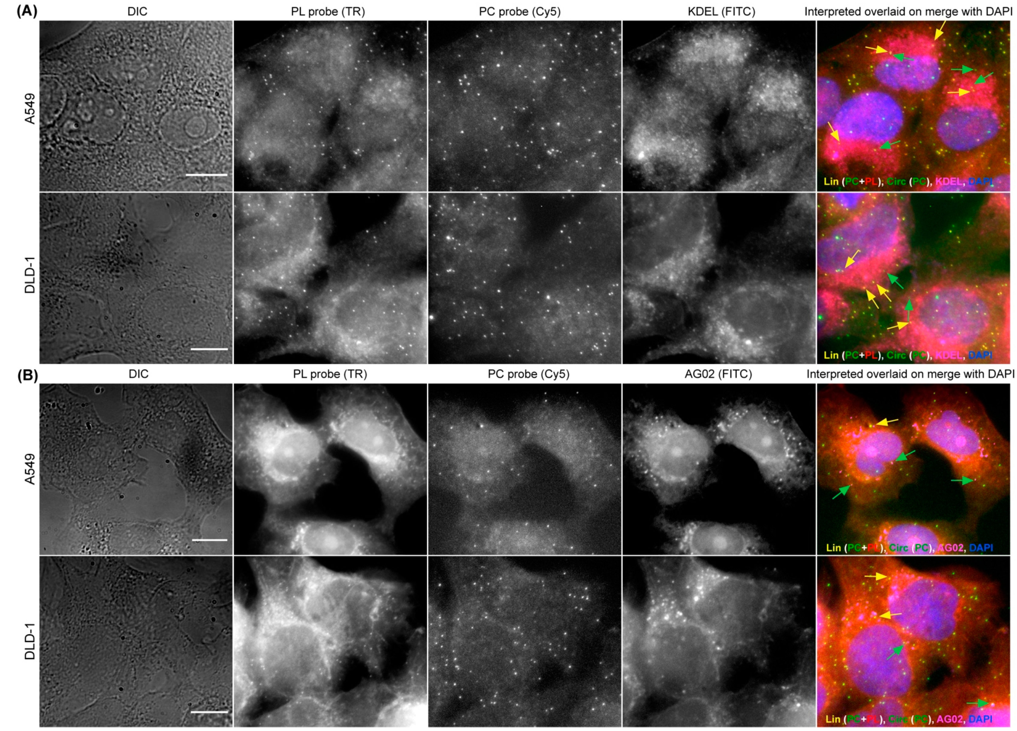 Cancers 14 00428 g005