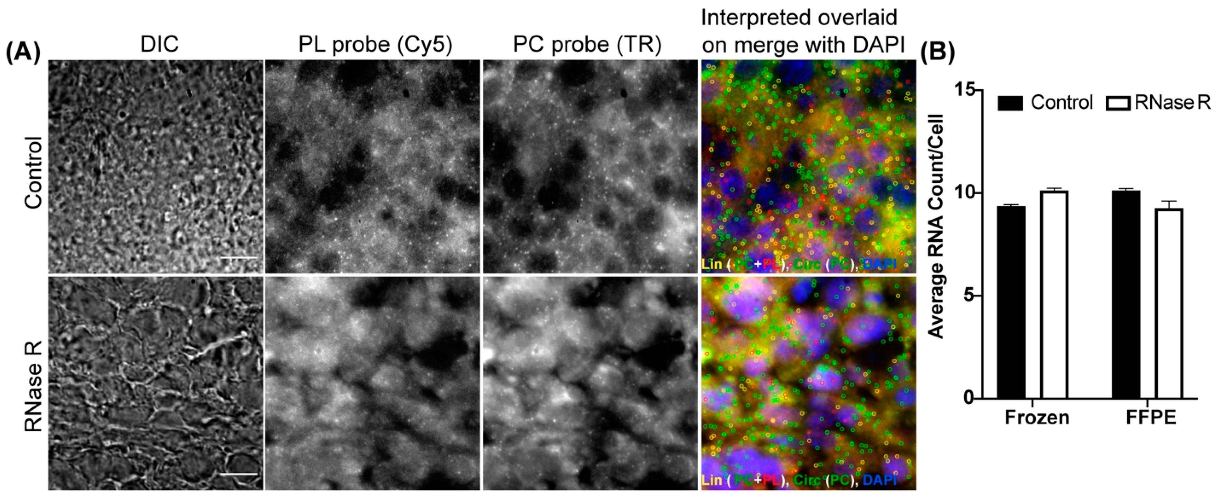 Cancers 14 00428 g006