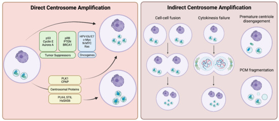 Keep Calm and Carry on with Extra Centrosomes
