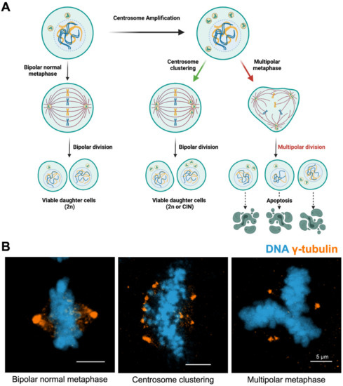 Keep Calm and Carry on with Extra Centrosomes Keep Calm and Carry on with Extra Centrosomes