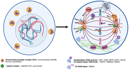 Keep Calm and Carry on with Extra Centrosomes