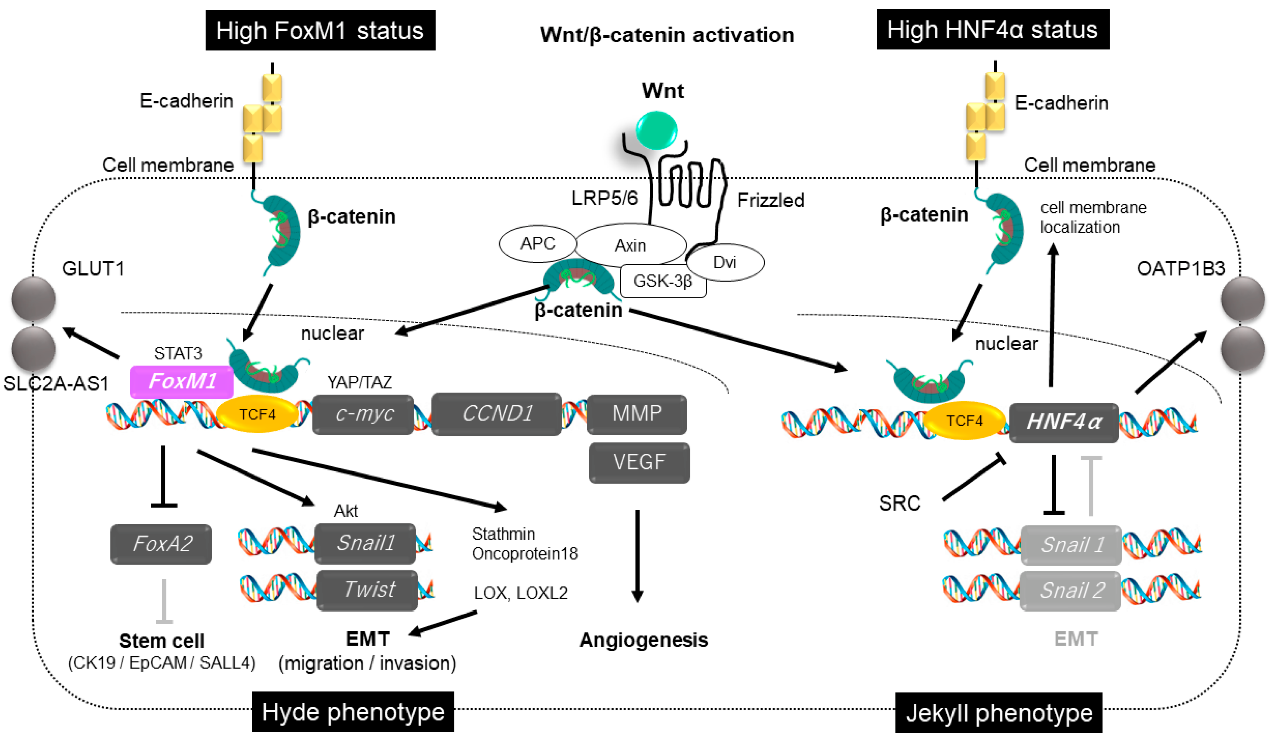 Cancers 14 00444 g003 550