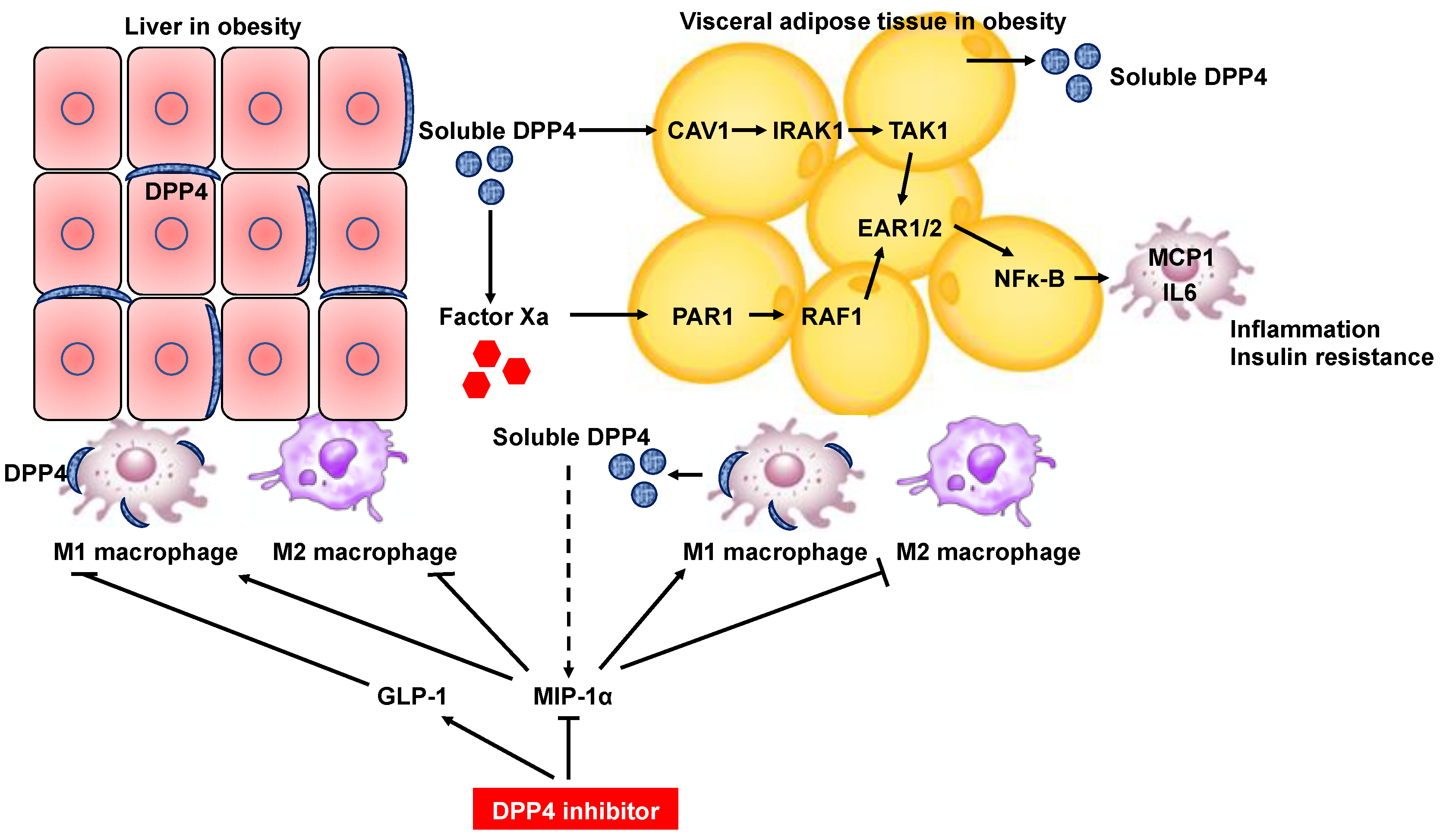 CD26/DPP4 as a Therapeutic Target in Nonalcoholic