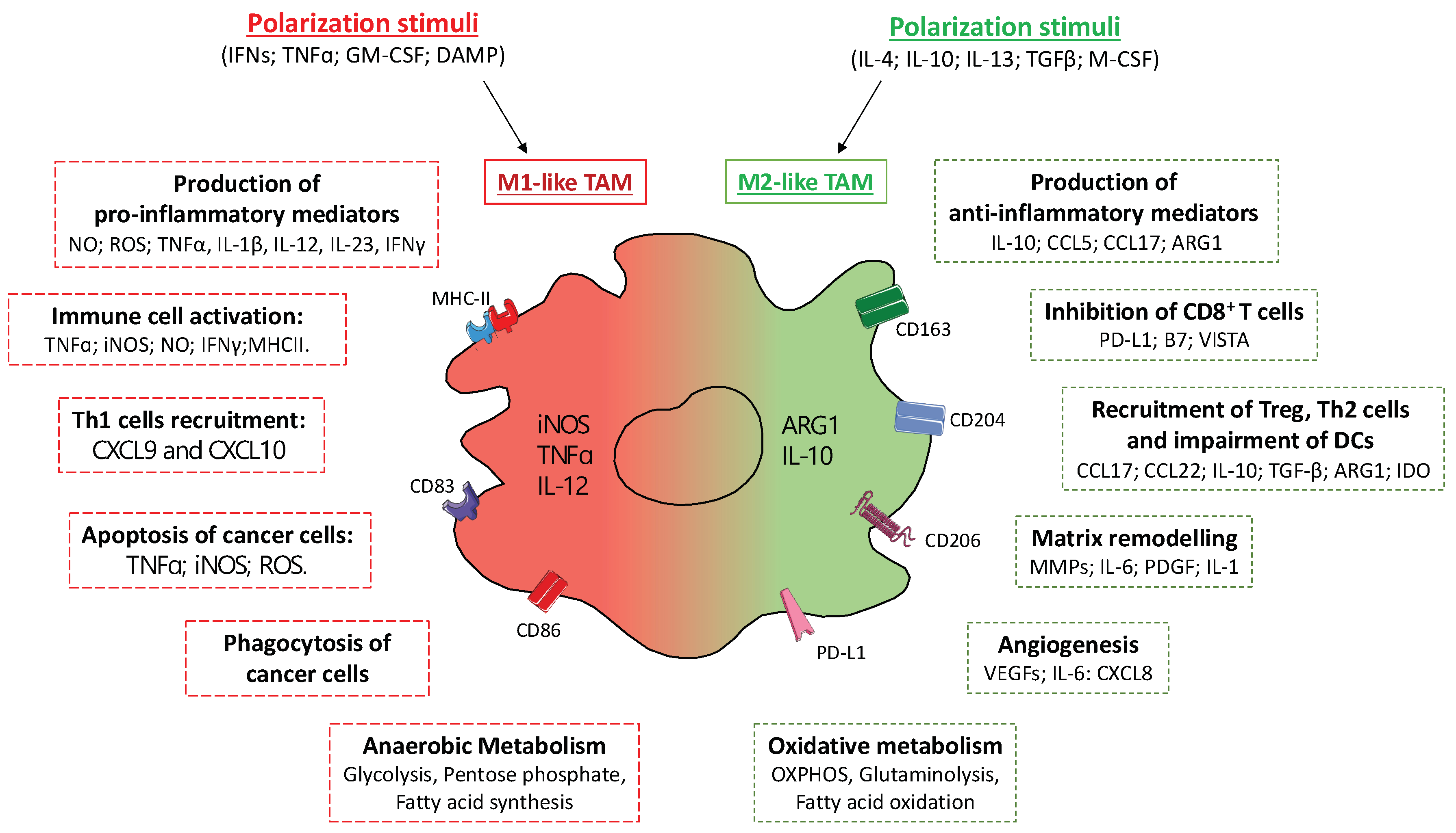 Cancers 14 00510 g002 550