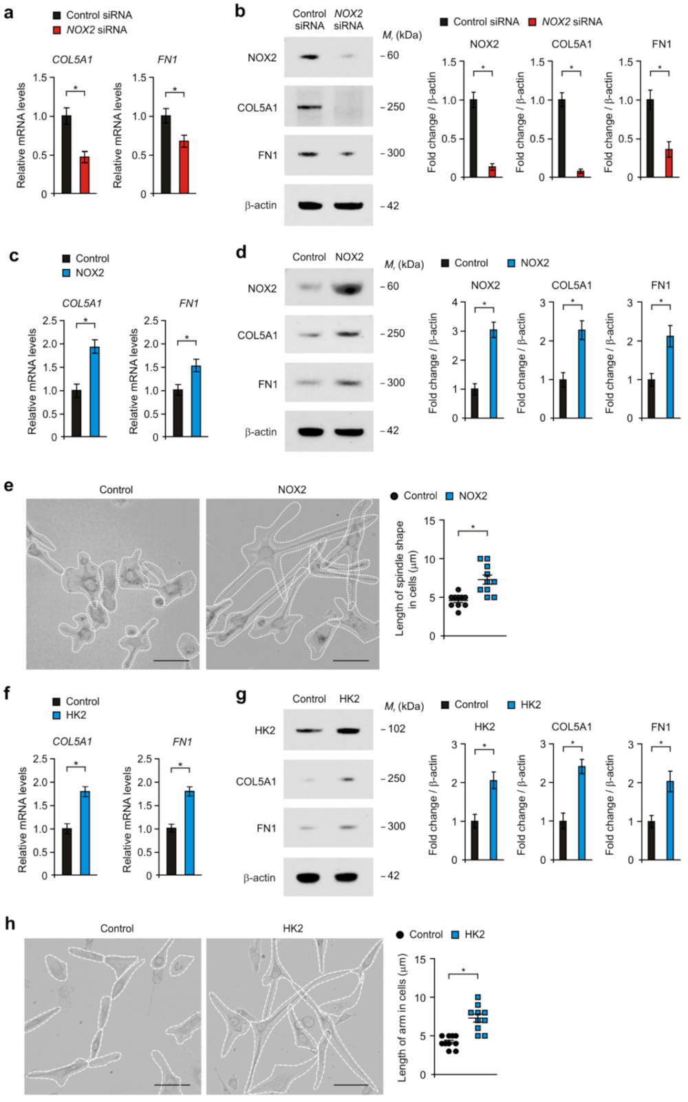 Cancers 14 00516 g005 Cancers 14 00516 g005