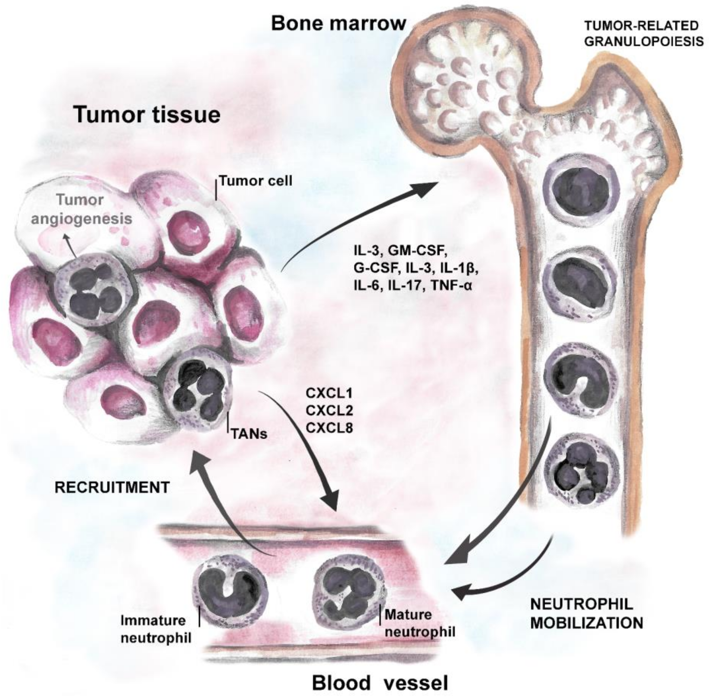 Cancers 14 00536 g001