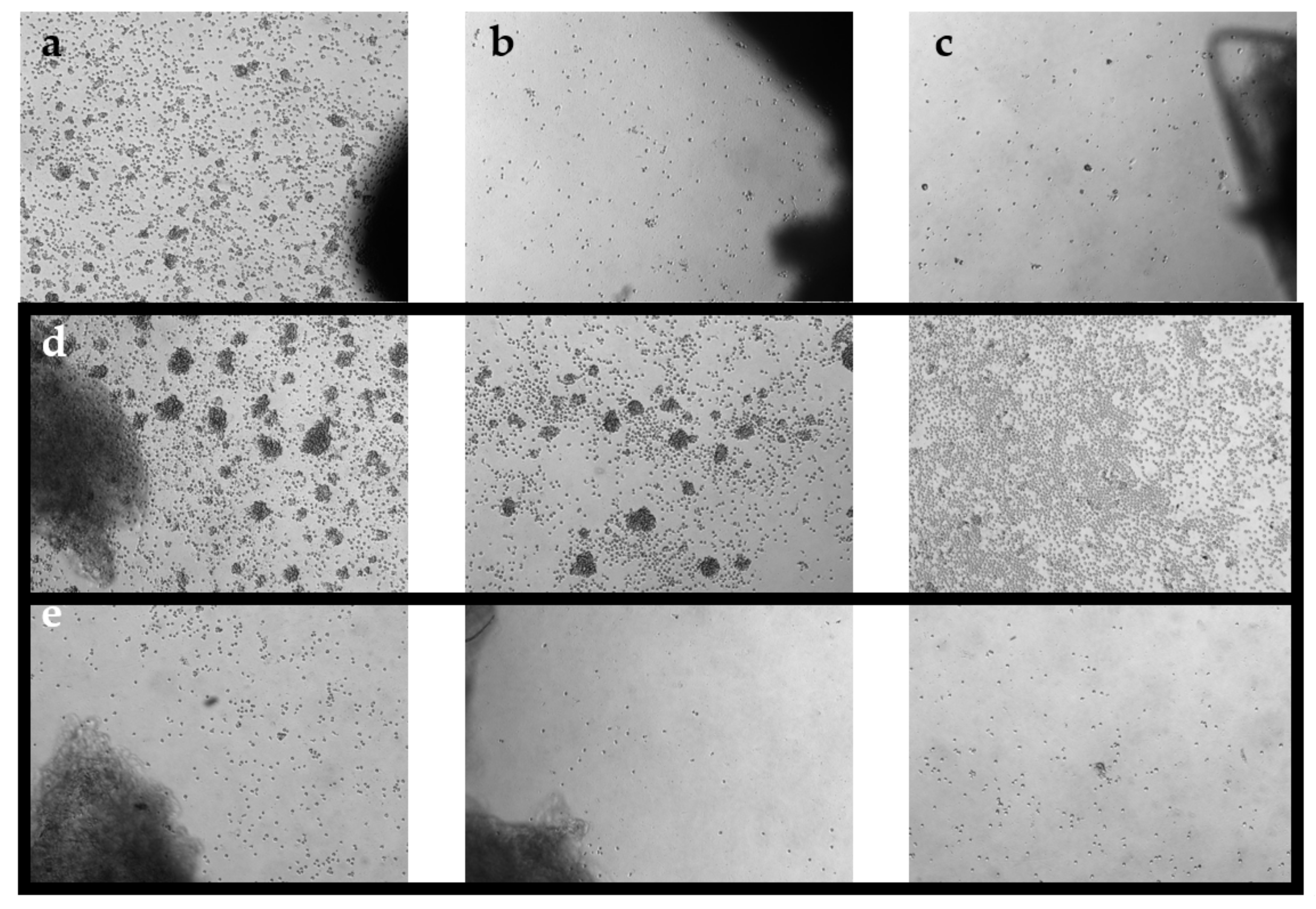 Cancers 14 00548 g001