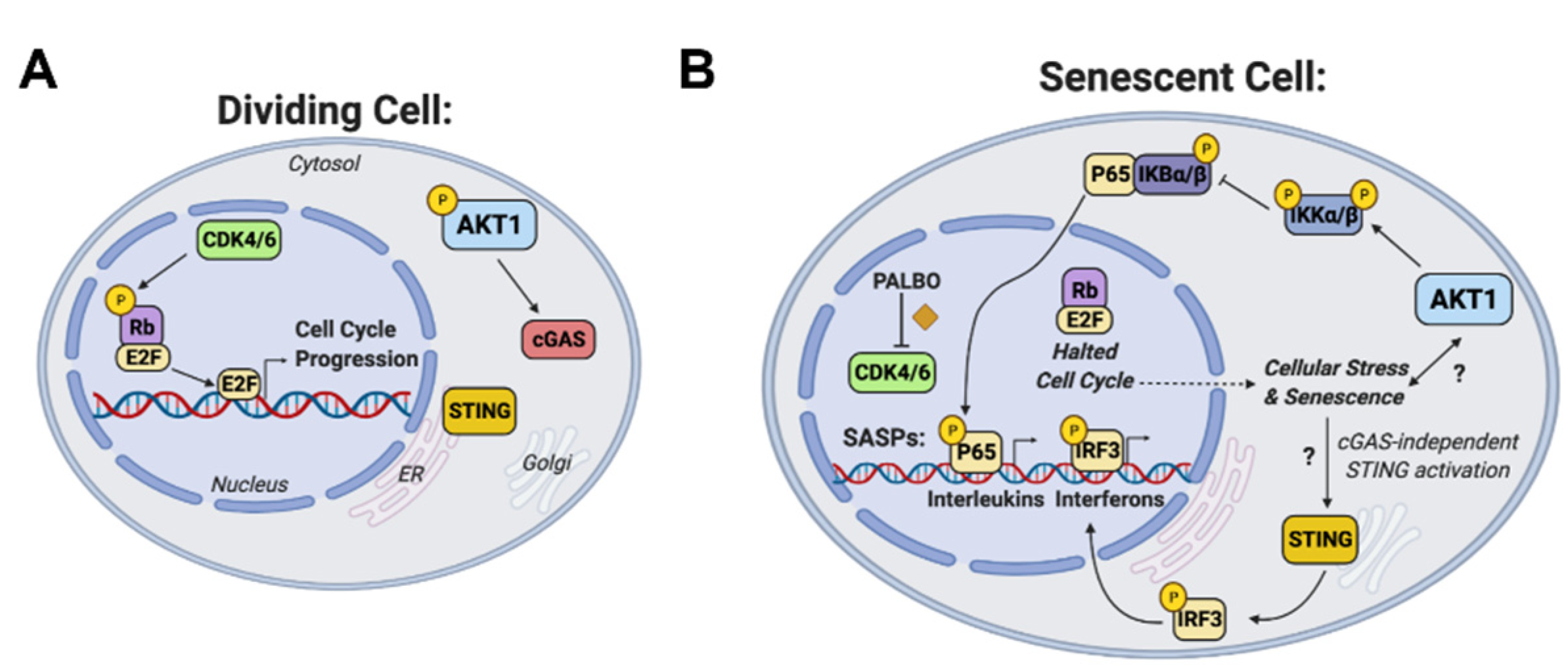 Cancers 14 00572 g005 550