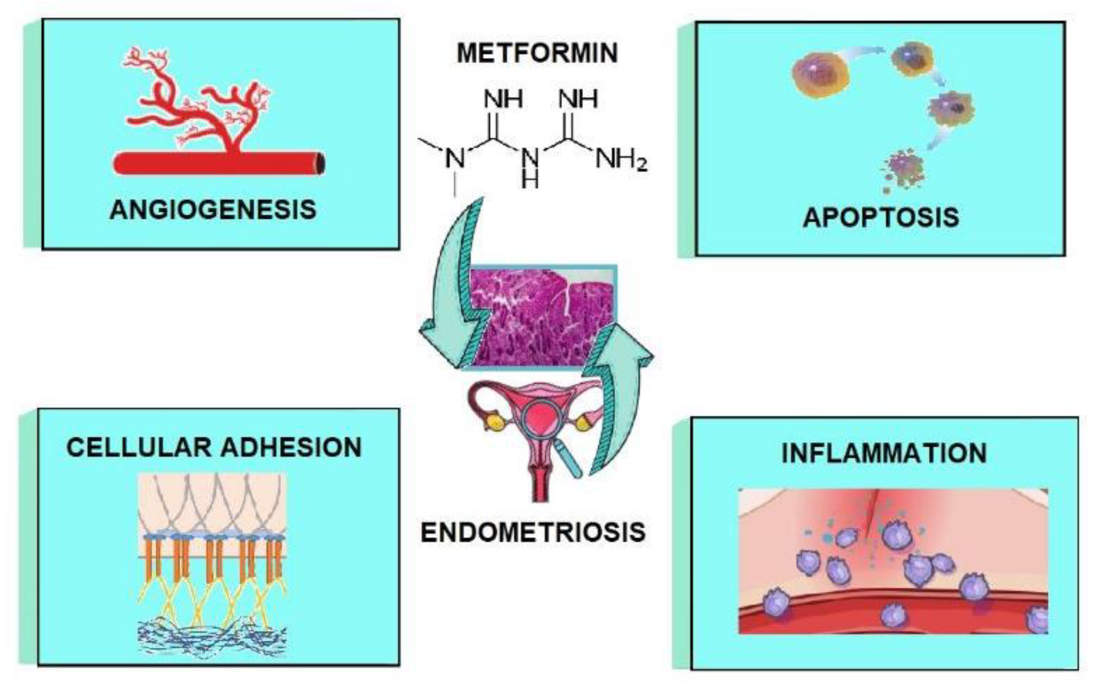 Metformin as a Potential Treatment Option for Endometriosis