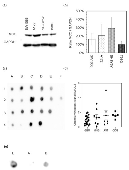 Expression of 3-Methylcrotonyl-CoA Carboxylase in Brain