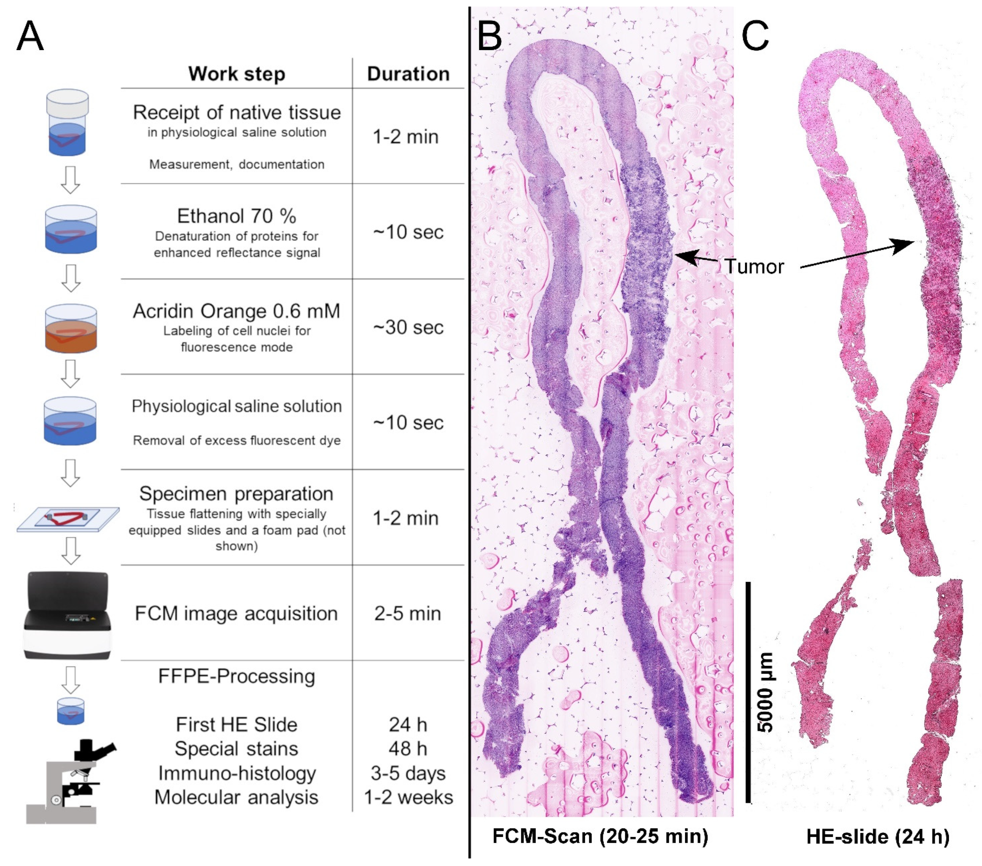 Cancers 14 00590 g001 550