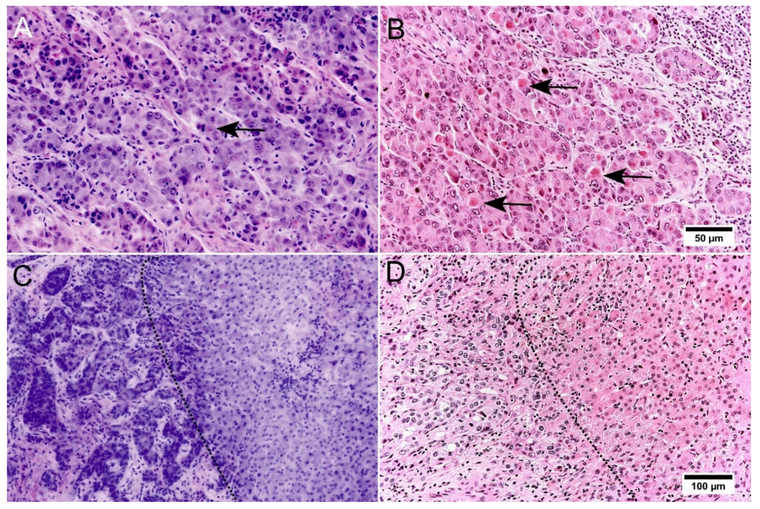 Cancers 14 00590 g002 550