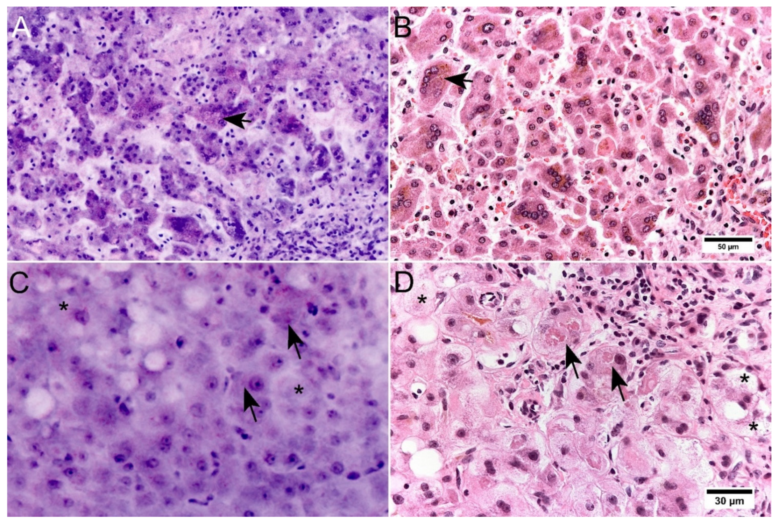 Cancers 14 00590 g006 550