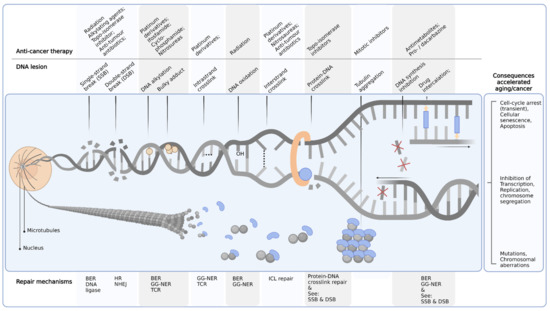 Cancers | Free Full-Text | Chemotherapy Side-Effects: Not All DNA Damage Is Equal Cancers | Free Full-Text | Chemotherapy Side-Effects: Not All DNA Damage Is Equal