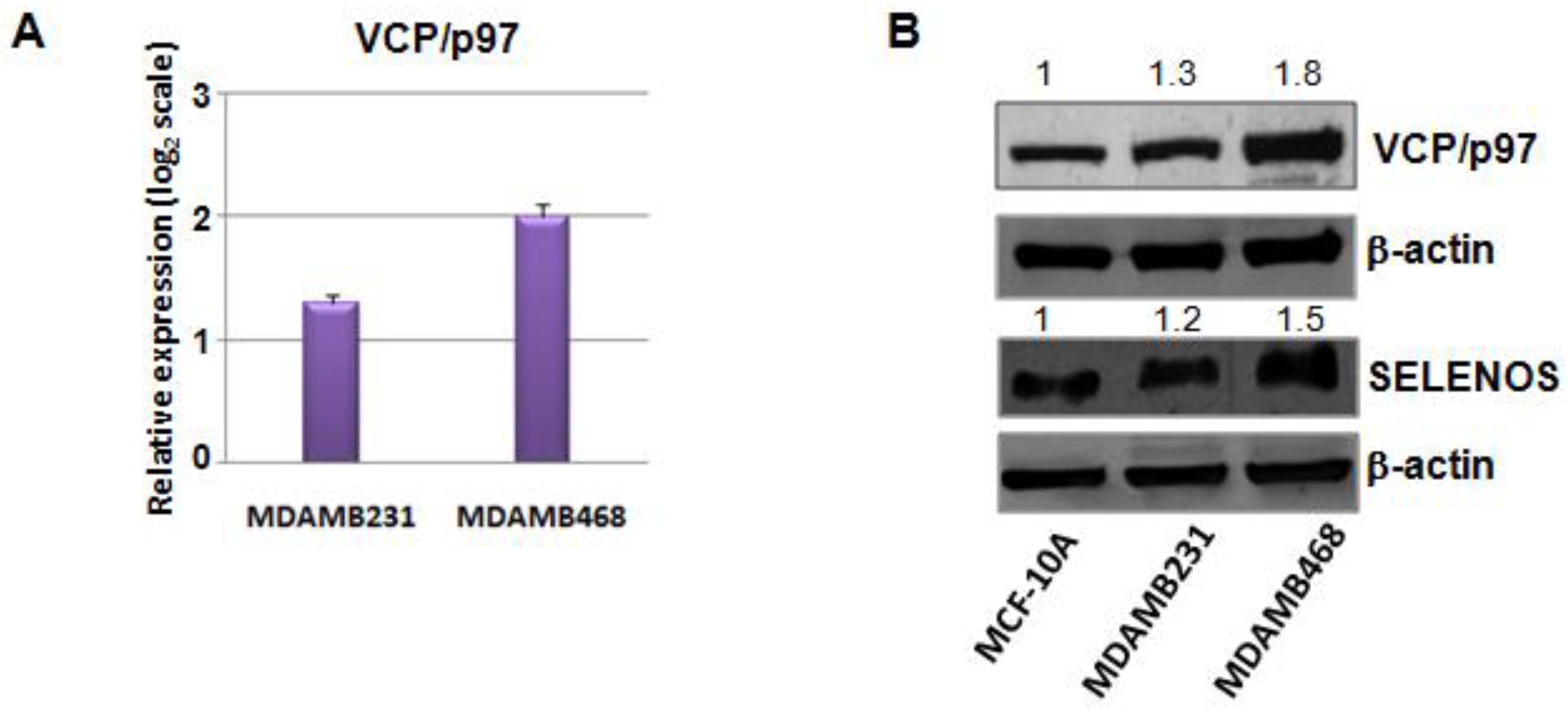 Cancers 14 00646 g004