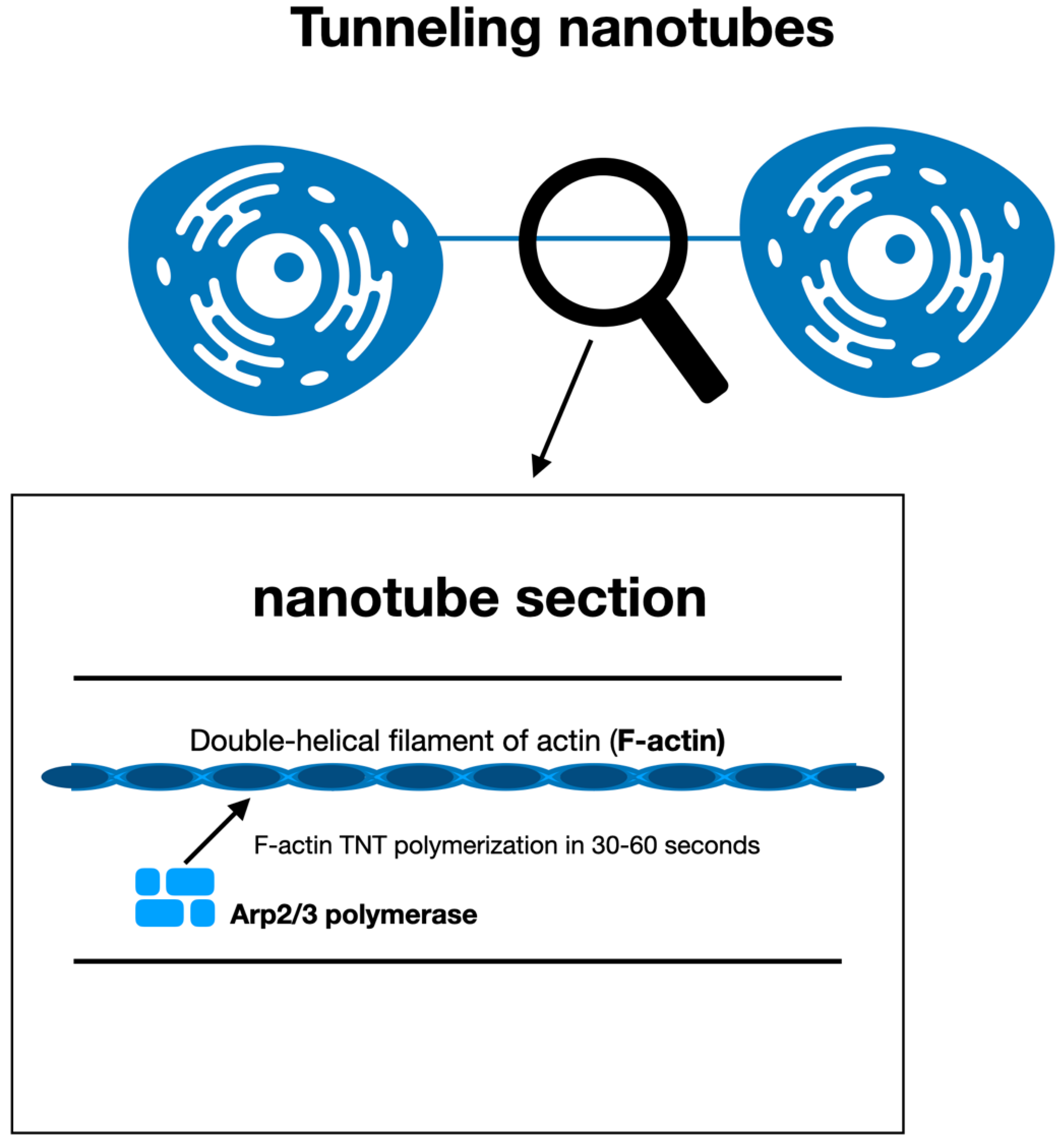 Cancers 14 00659 g002 Cancers 14 00659 g002