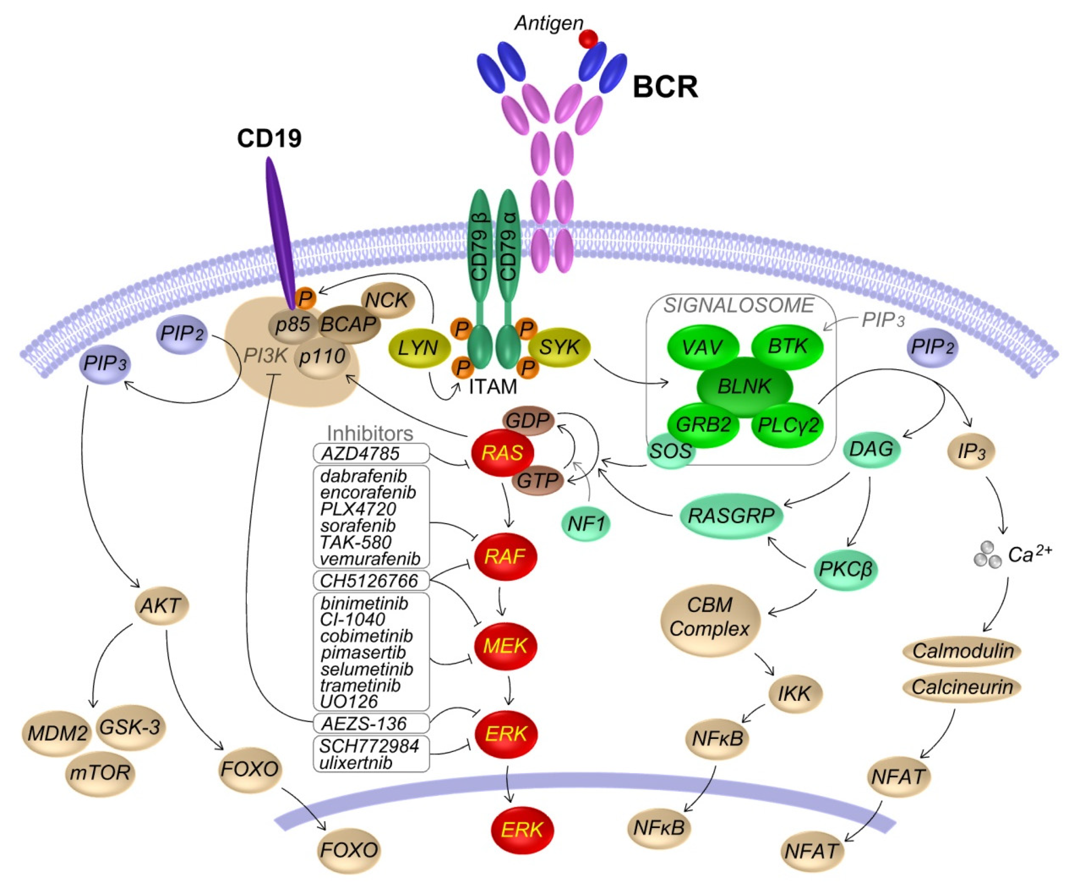 Cancers 14 00666 g001