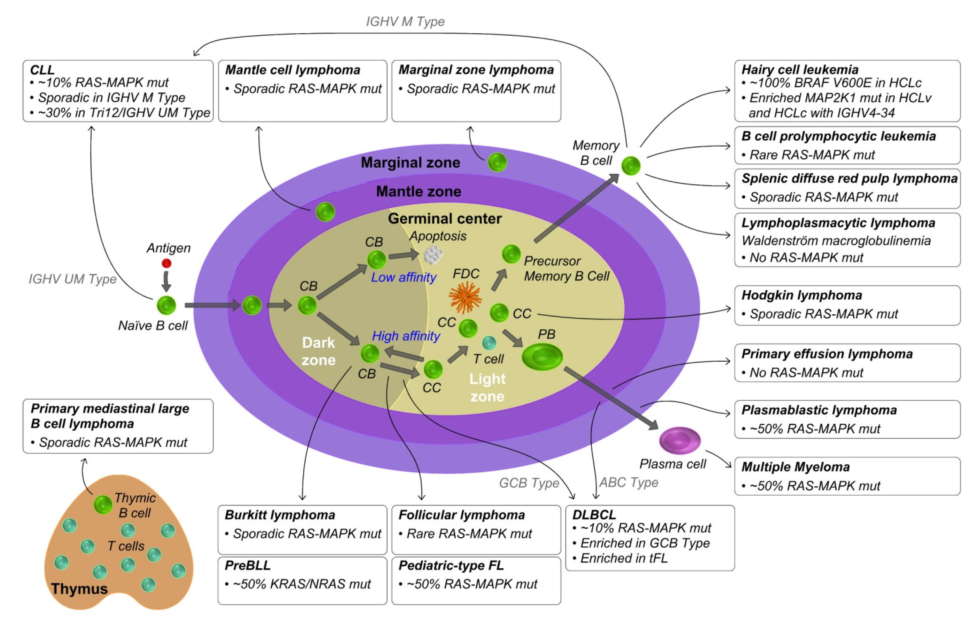 Cancers 14 00666 g002