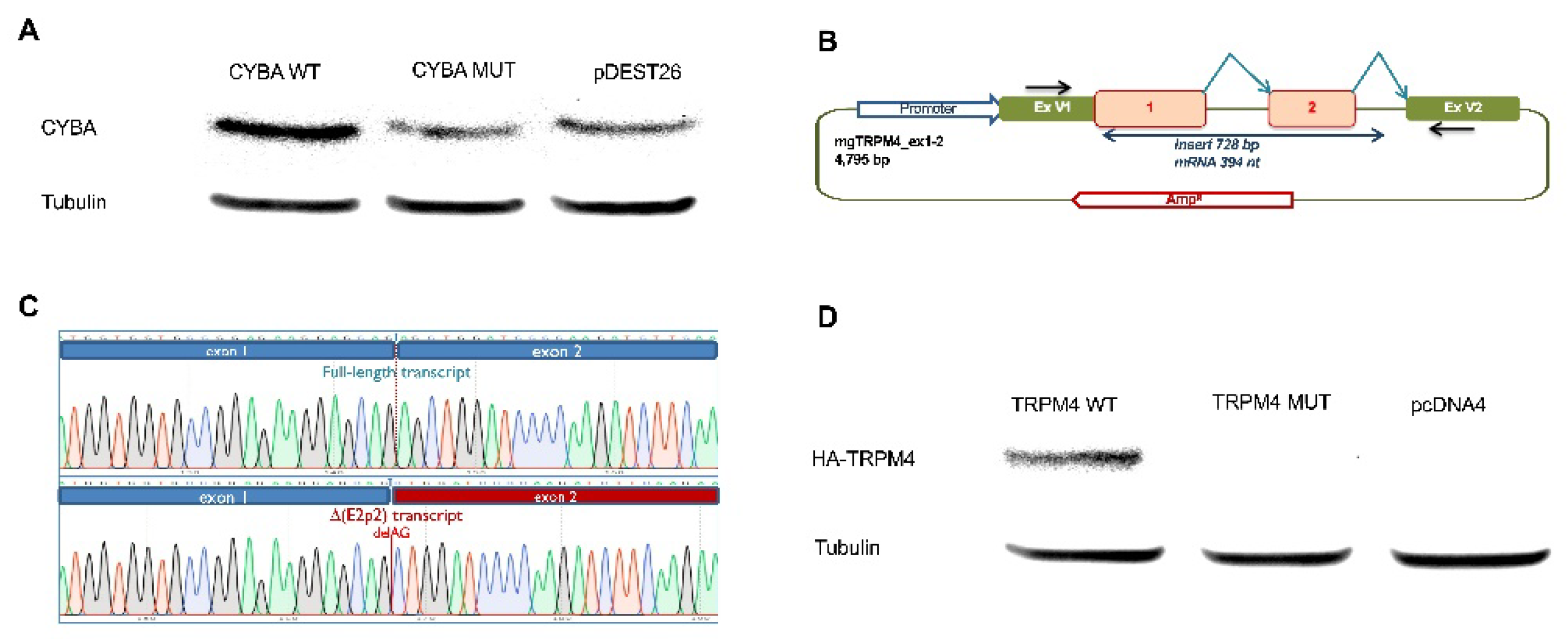Cancers 14 00670 g002 550