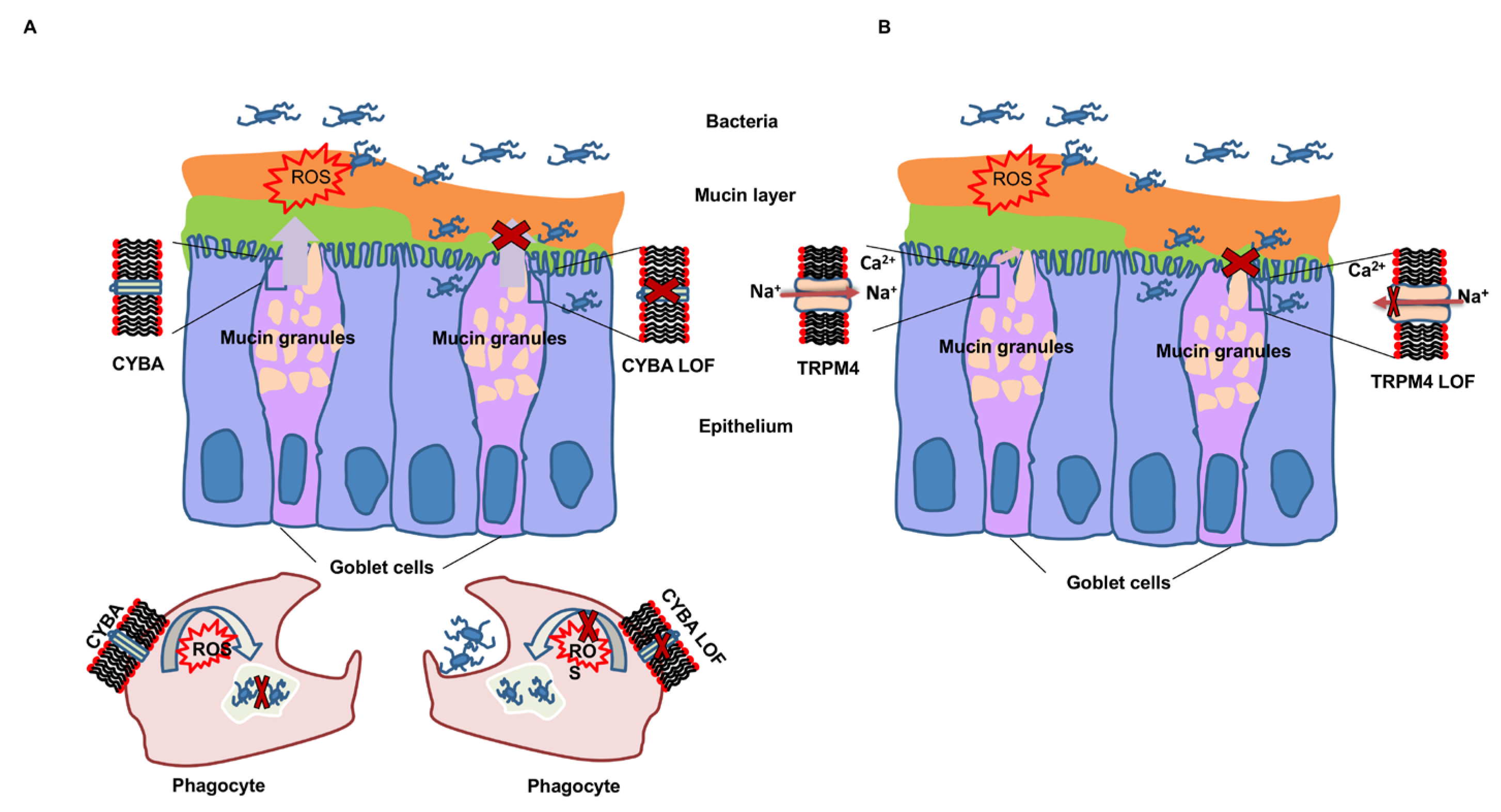 Cancers 14 00670 g006 550