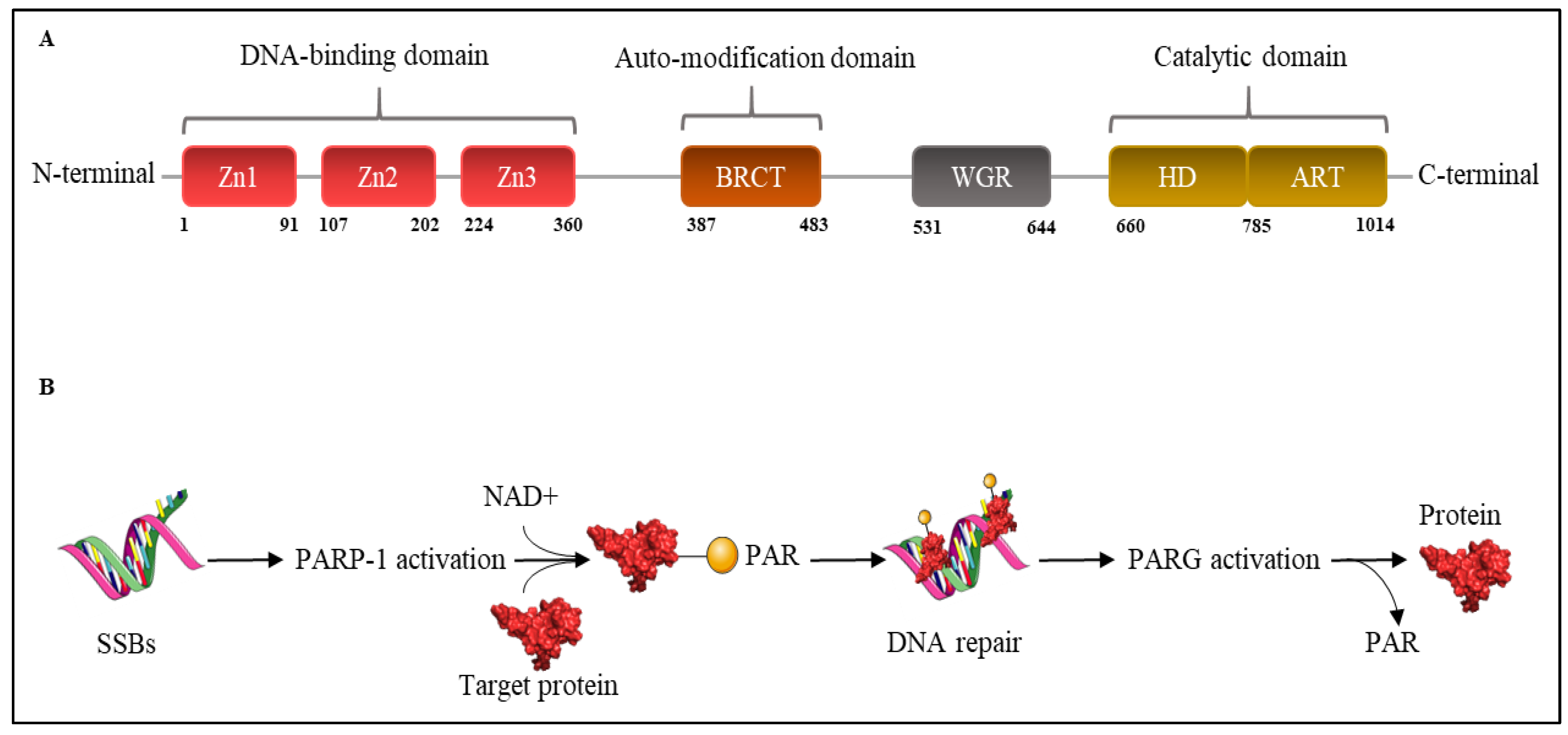 Cancers 14 00687 g002 550