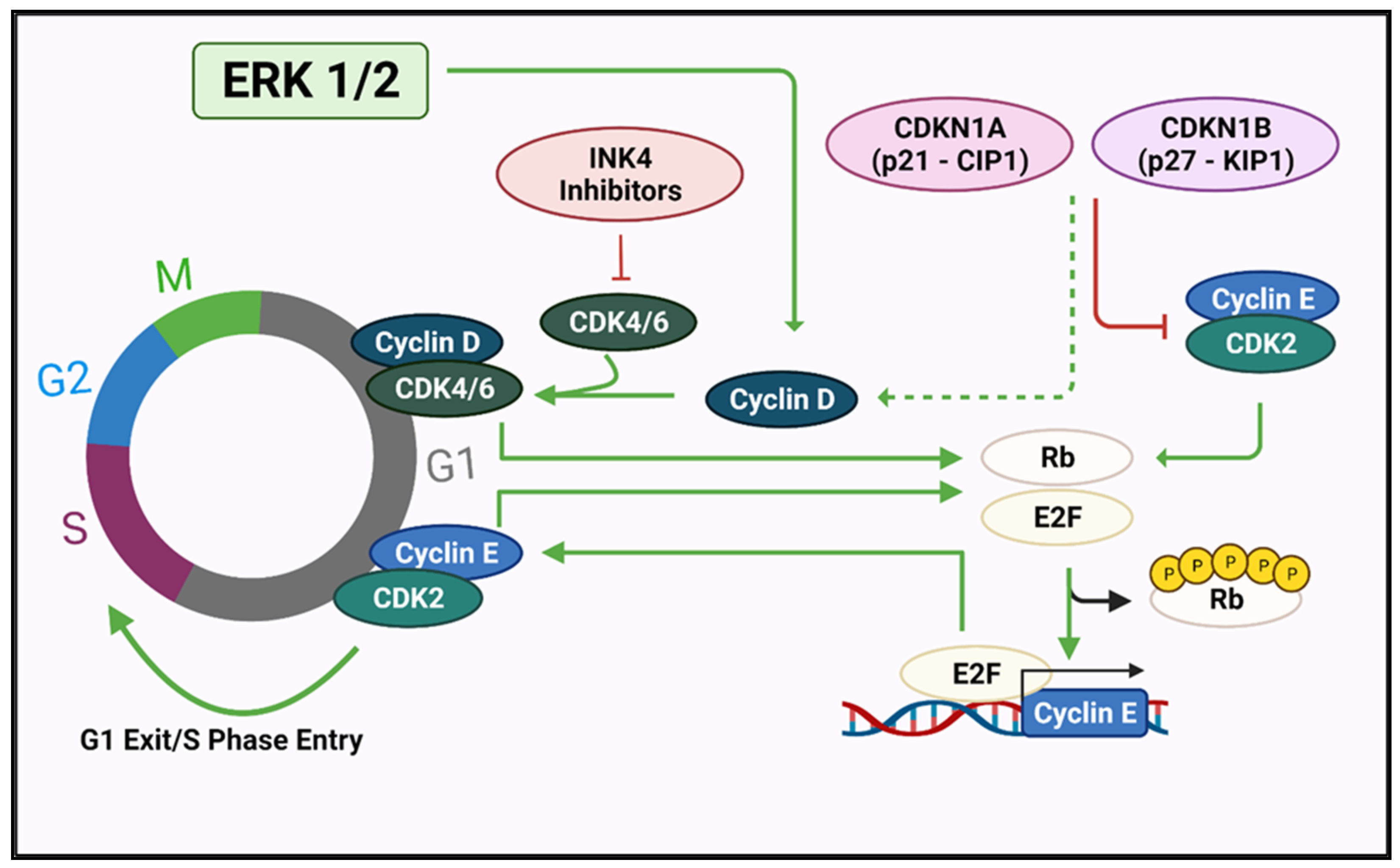 Cancers 14 00697 g003