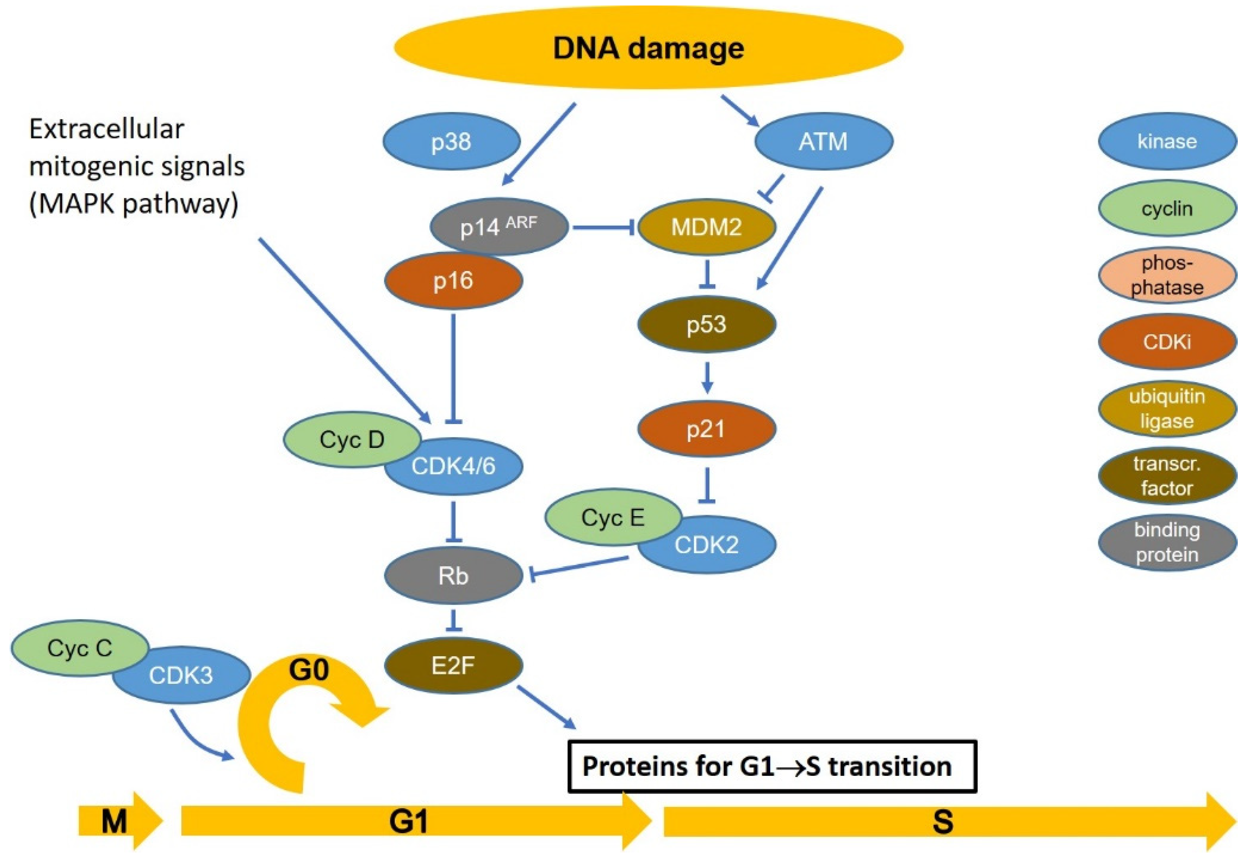 Targeting Cell Cycle Checkpoint Kinases to ... Biology Diagrams