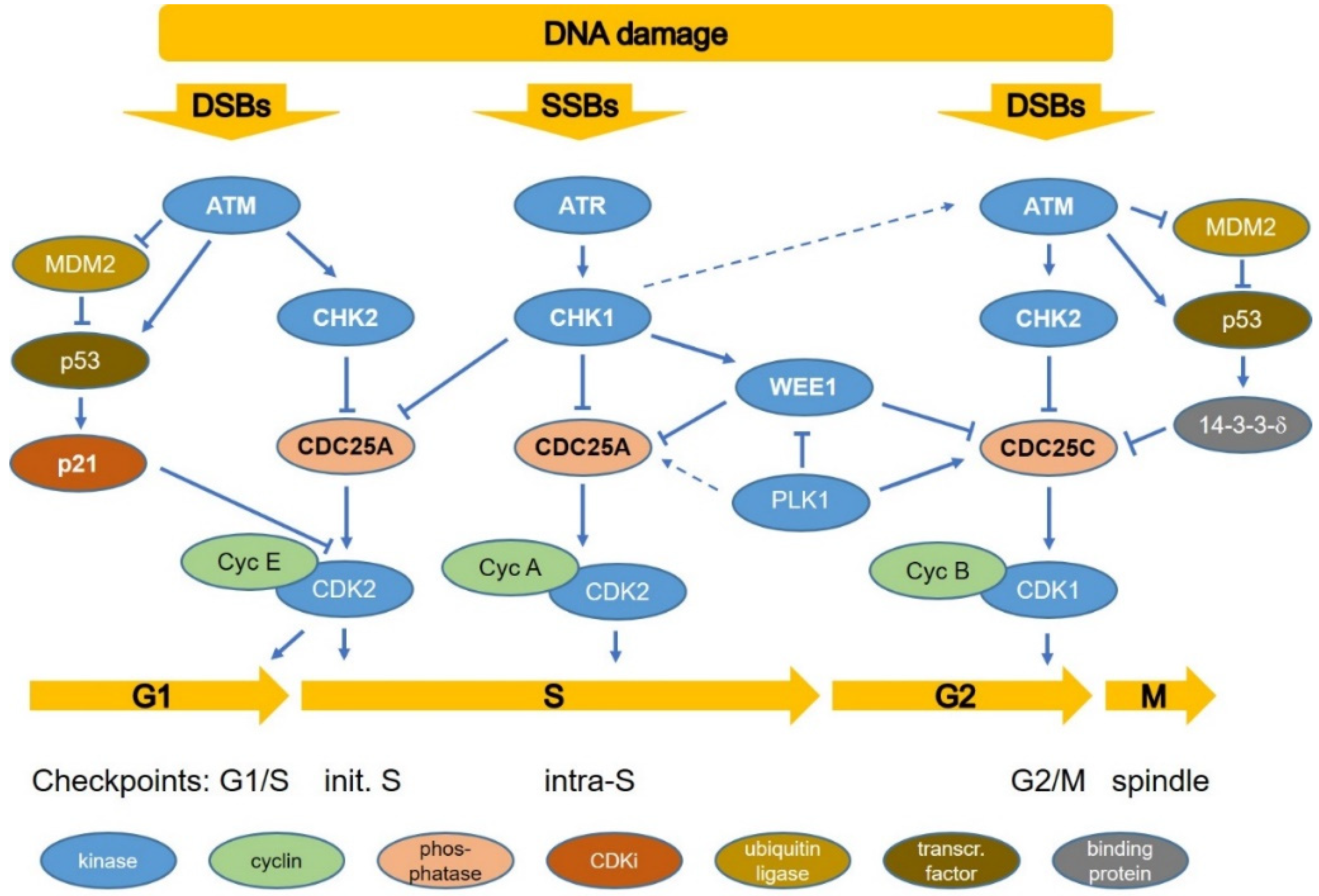 Cancers 14 00701 g002