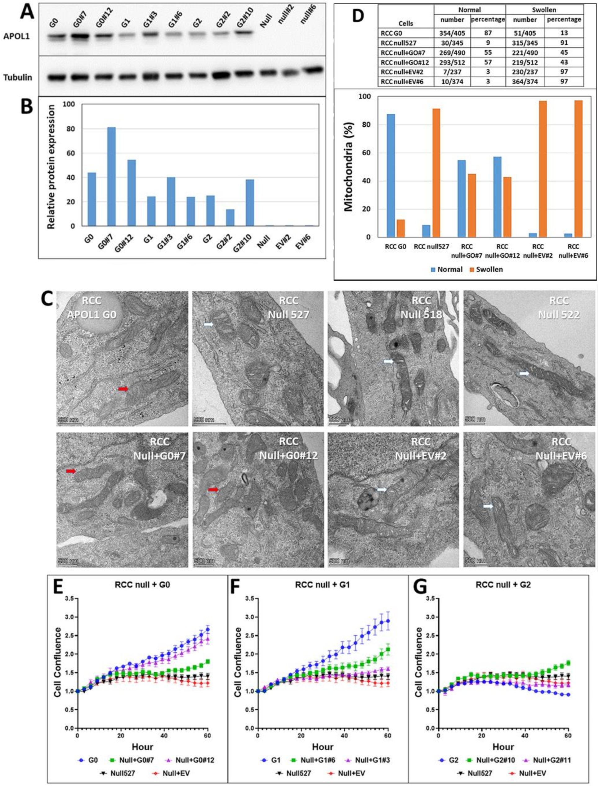 Cancers 14 00733 g005 550