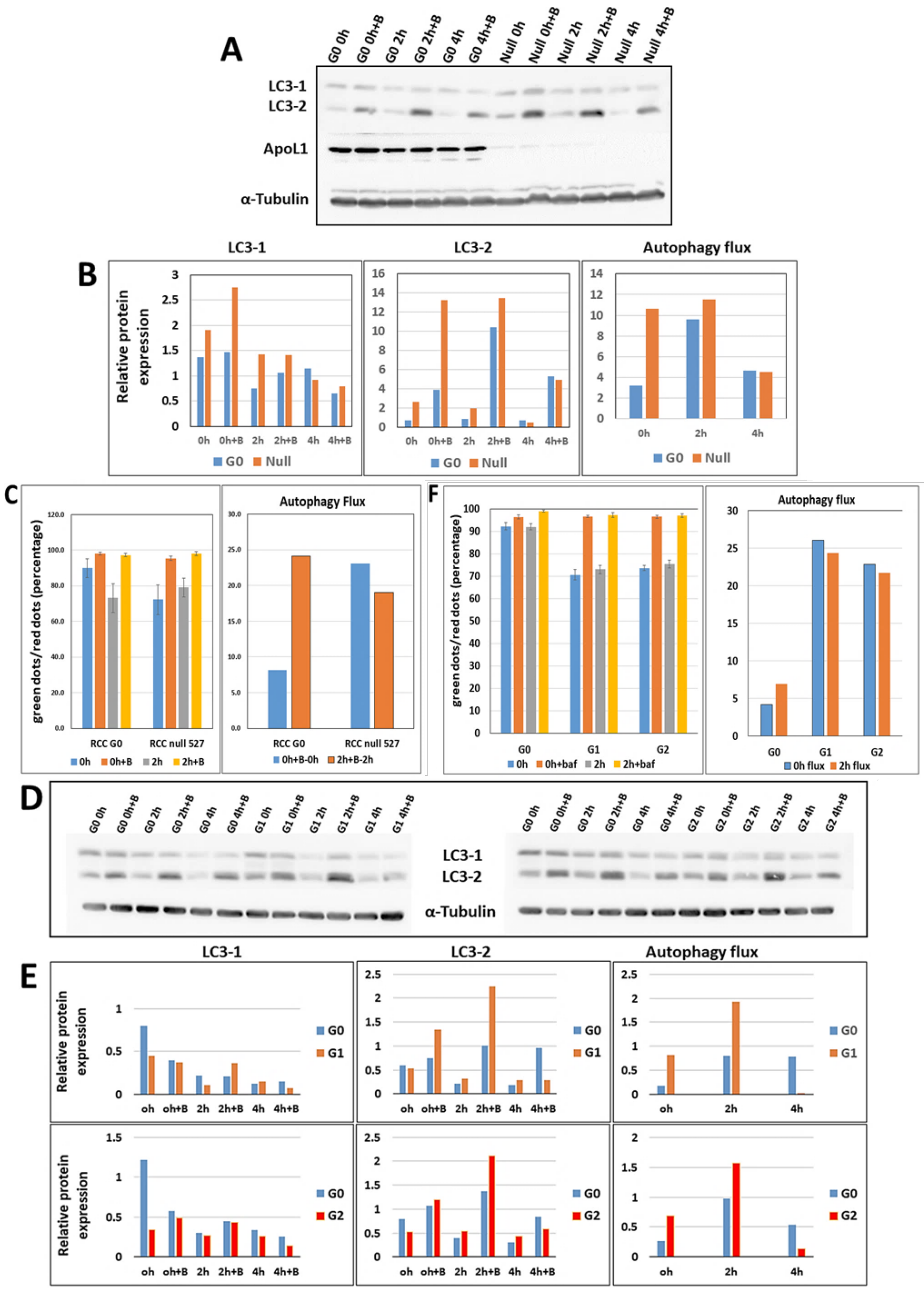Cancers 14 00733 g006 550