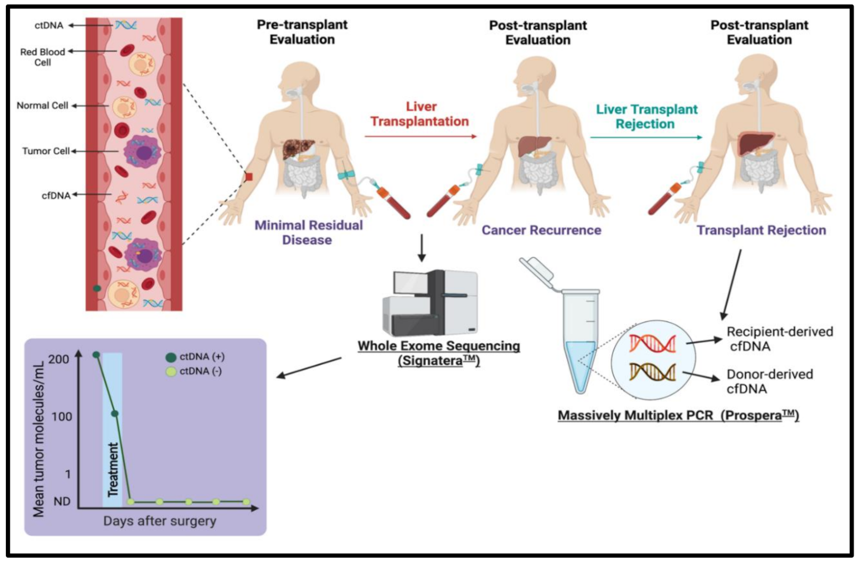 Cancers | Free Full-Text | Utility Of Cell-Free Dna Detection In Transplant  Oncology