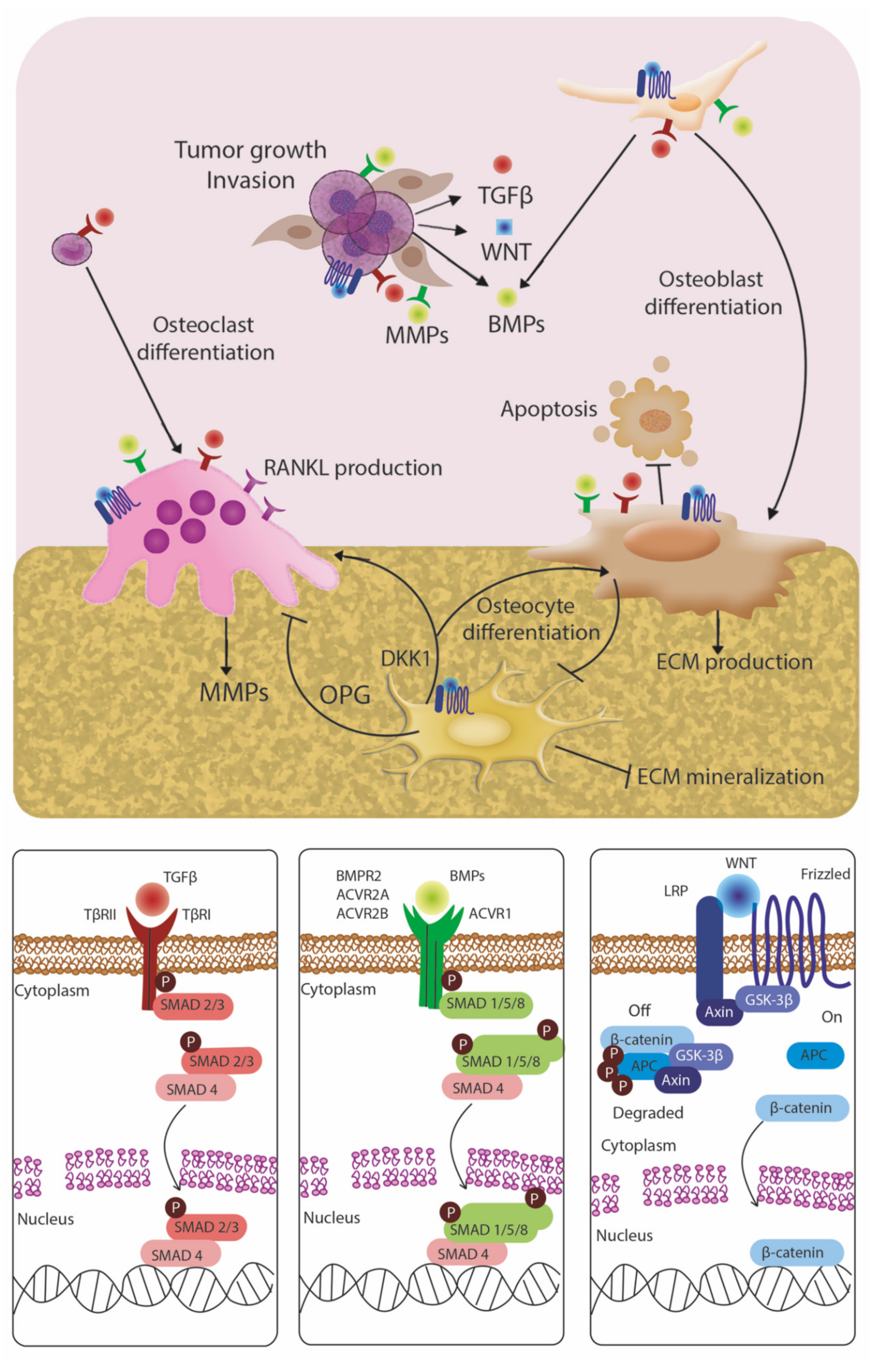 Cancers 14 00757 g002