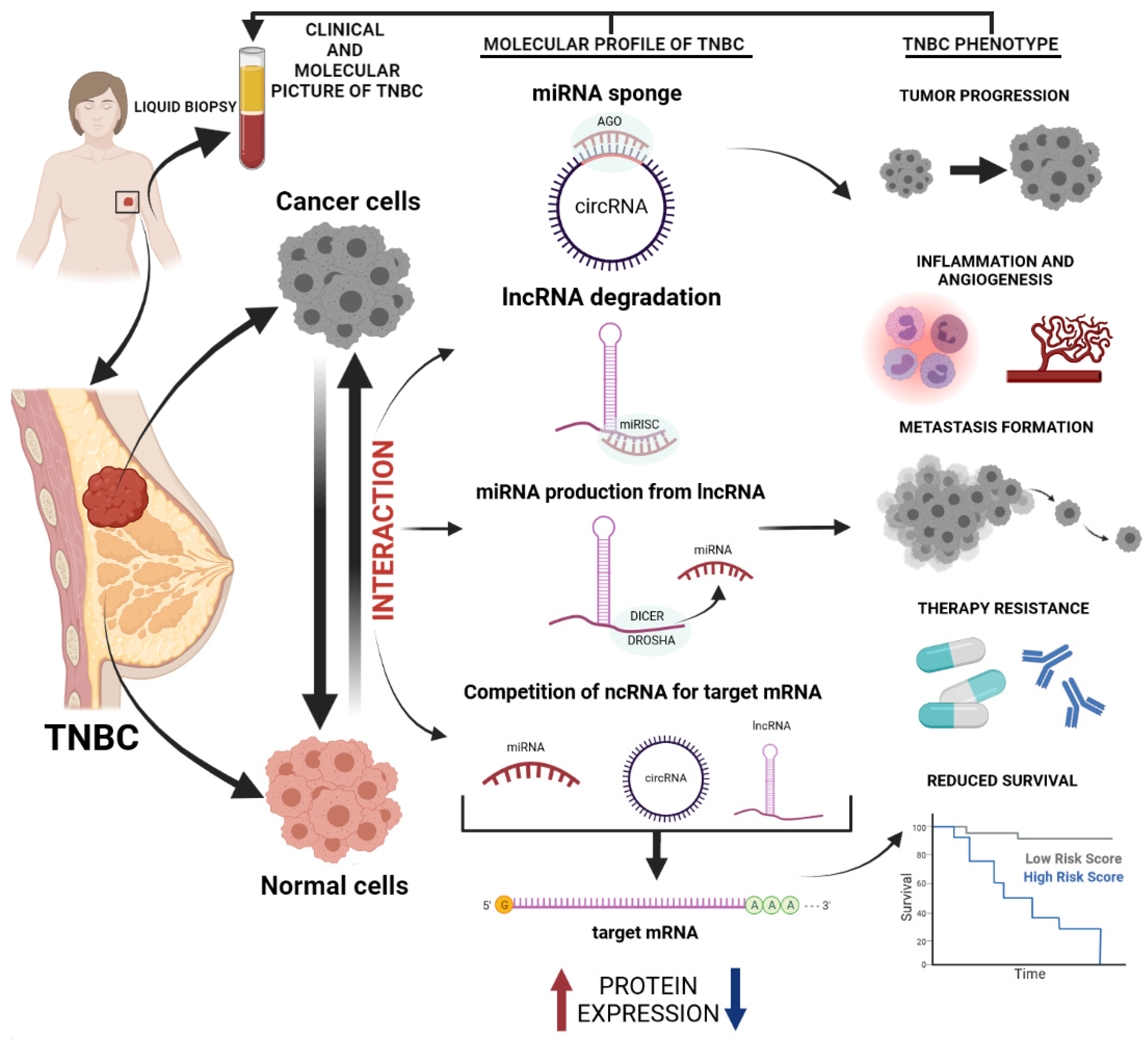 Cancers 14 00803 g001 Cancers 14 00803 g001