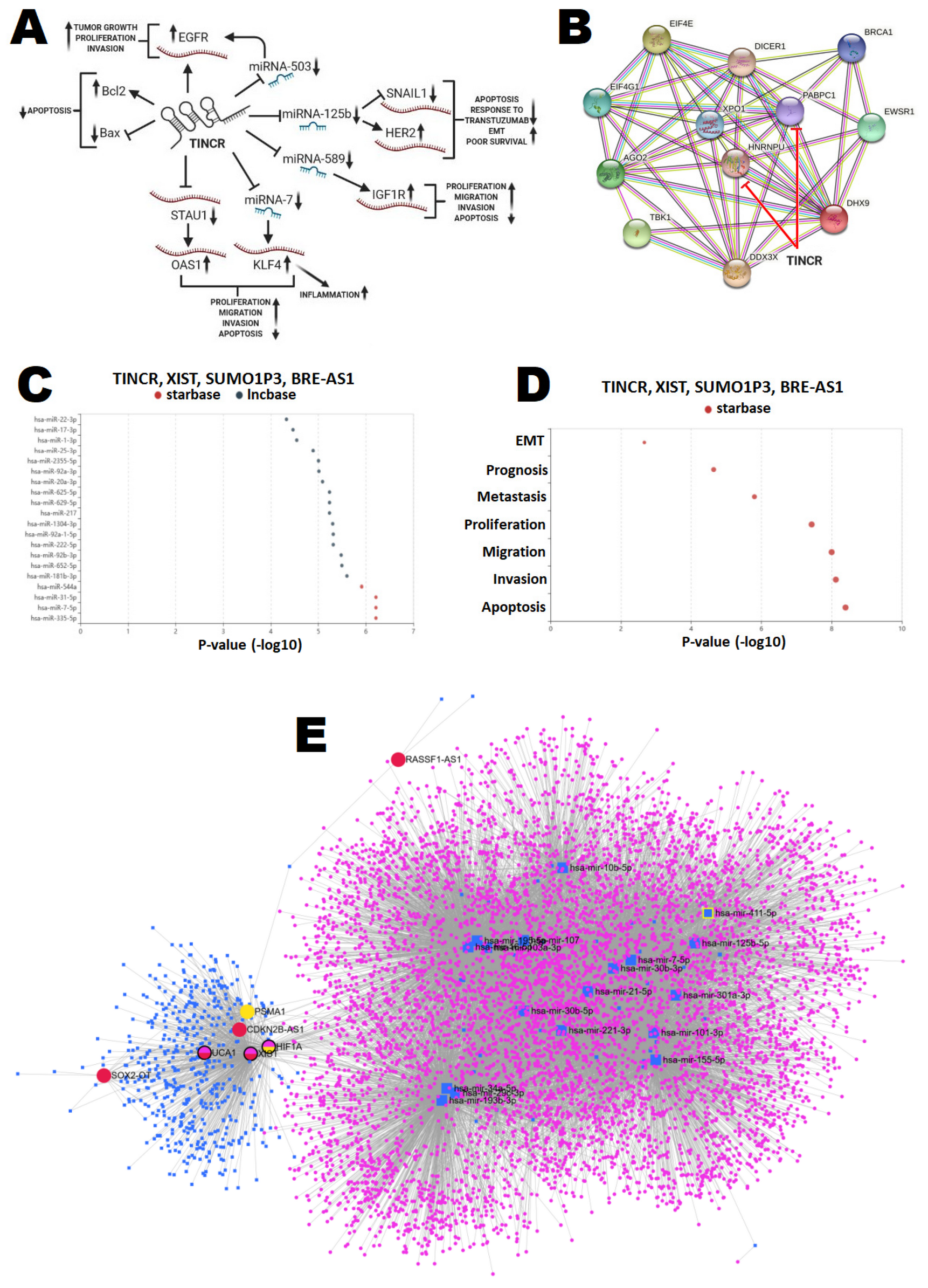 Cancers 14 00803 g003 Cancers 14 00803 g003