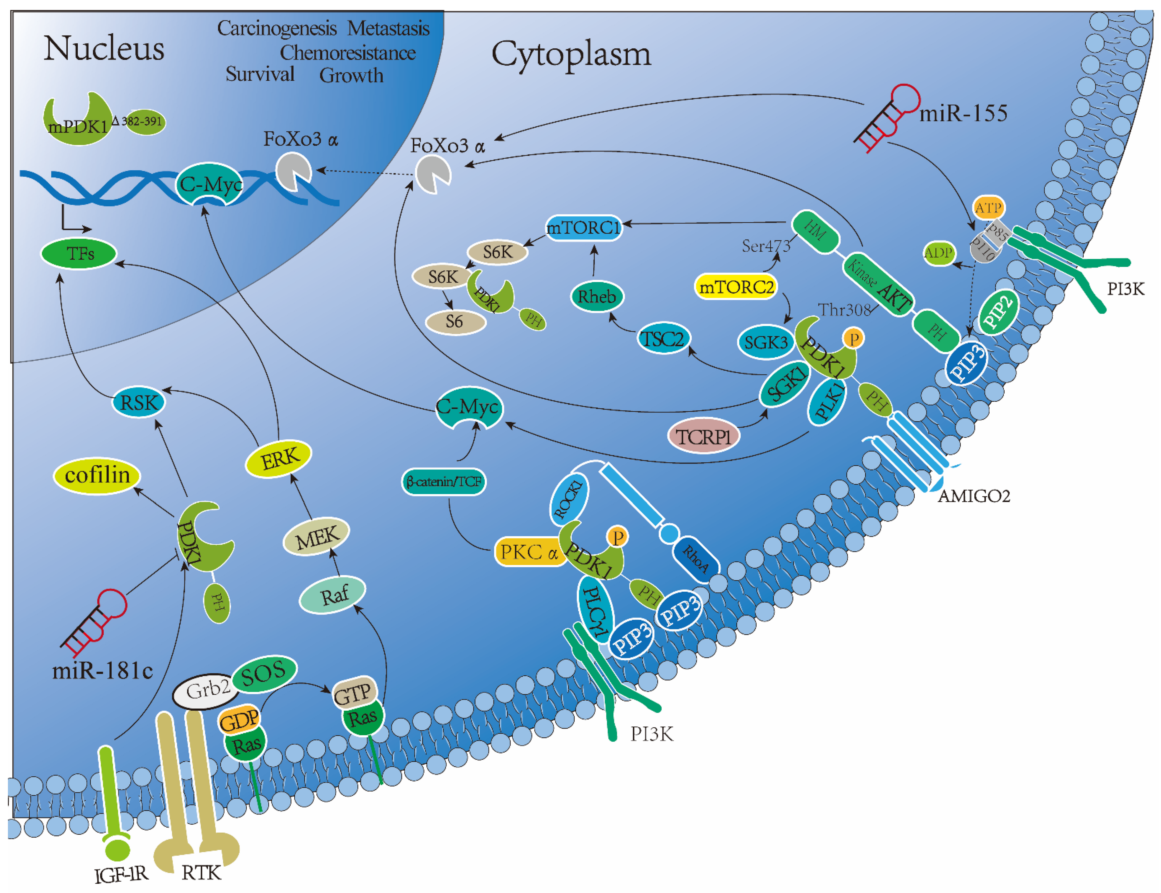 Cancers 14 00811 g004 550