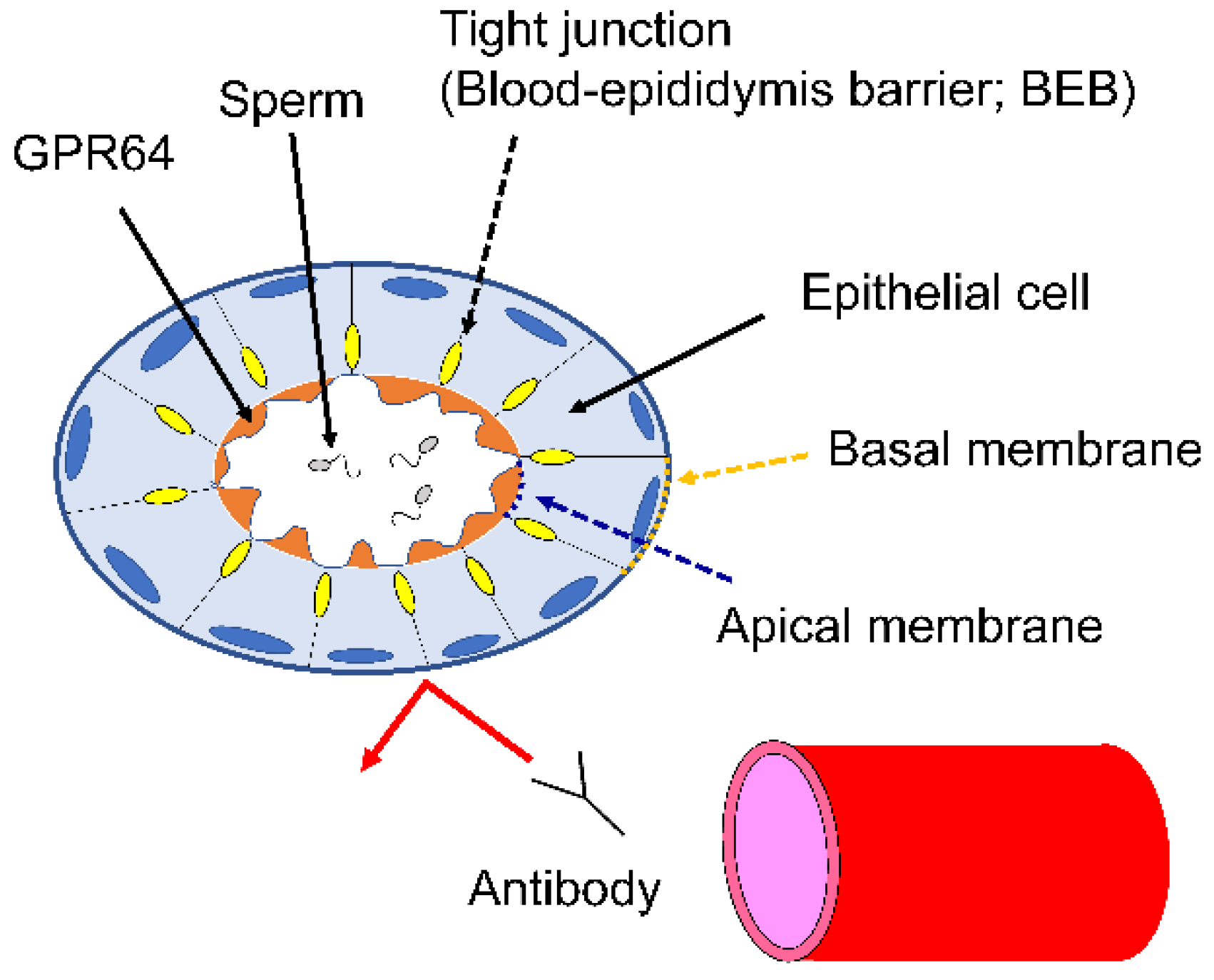 Cancers 14 00814 g009