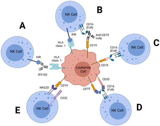 Natural Killer Cell-Mediated Immunotherapy for Leukemia