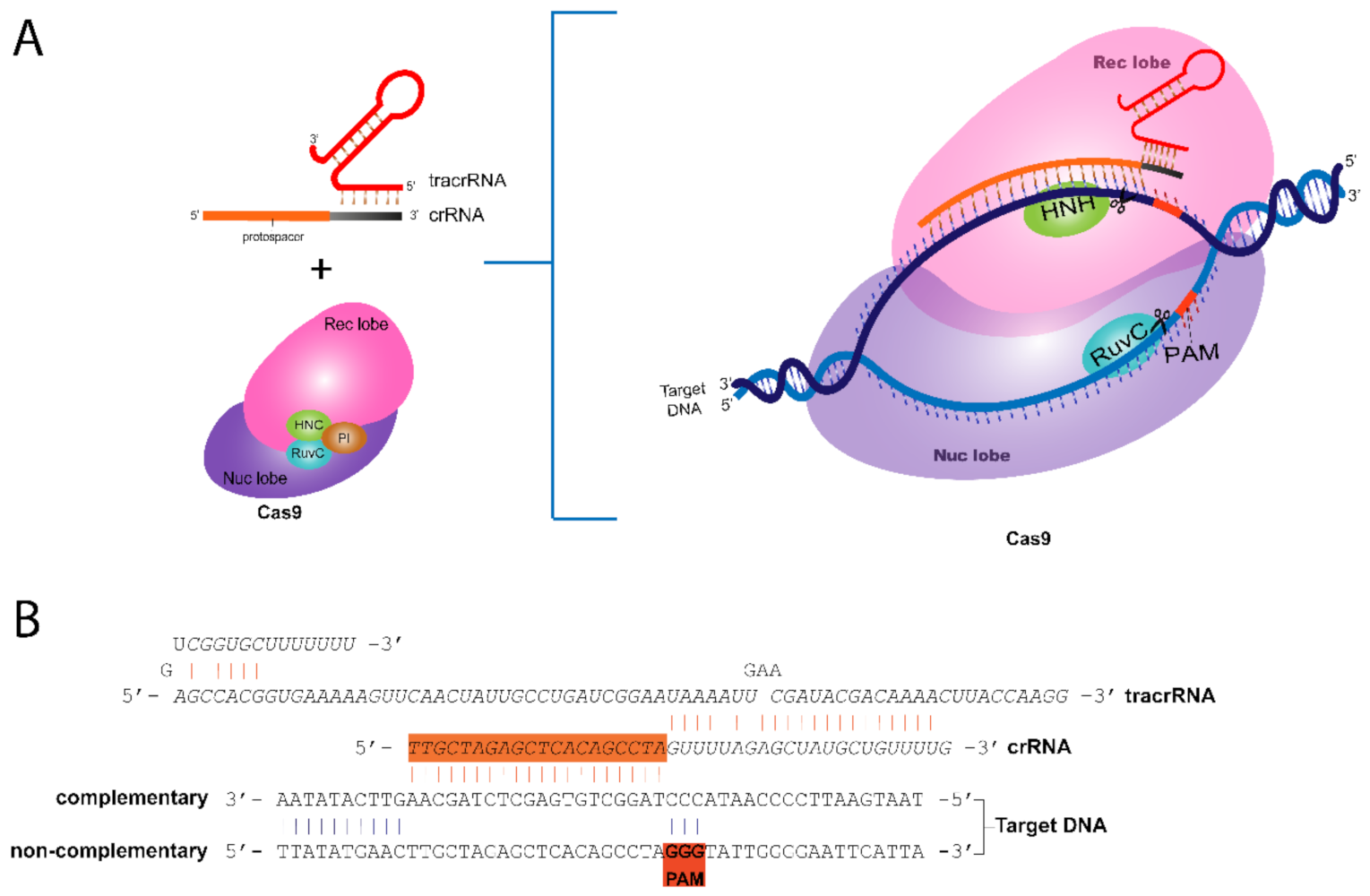Cancers | Free Full-Text | Gene Editing with CRISPR/Cas 