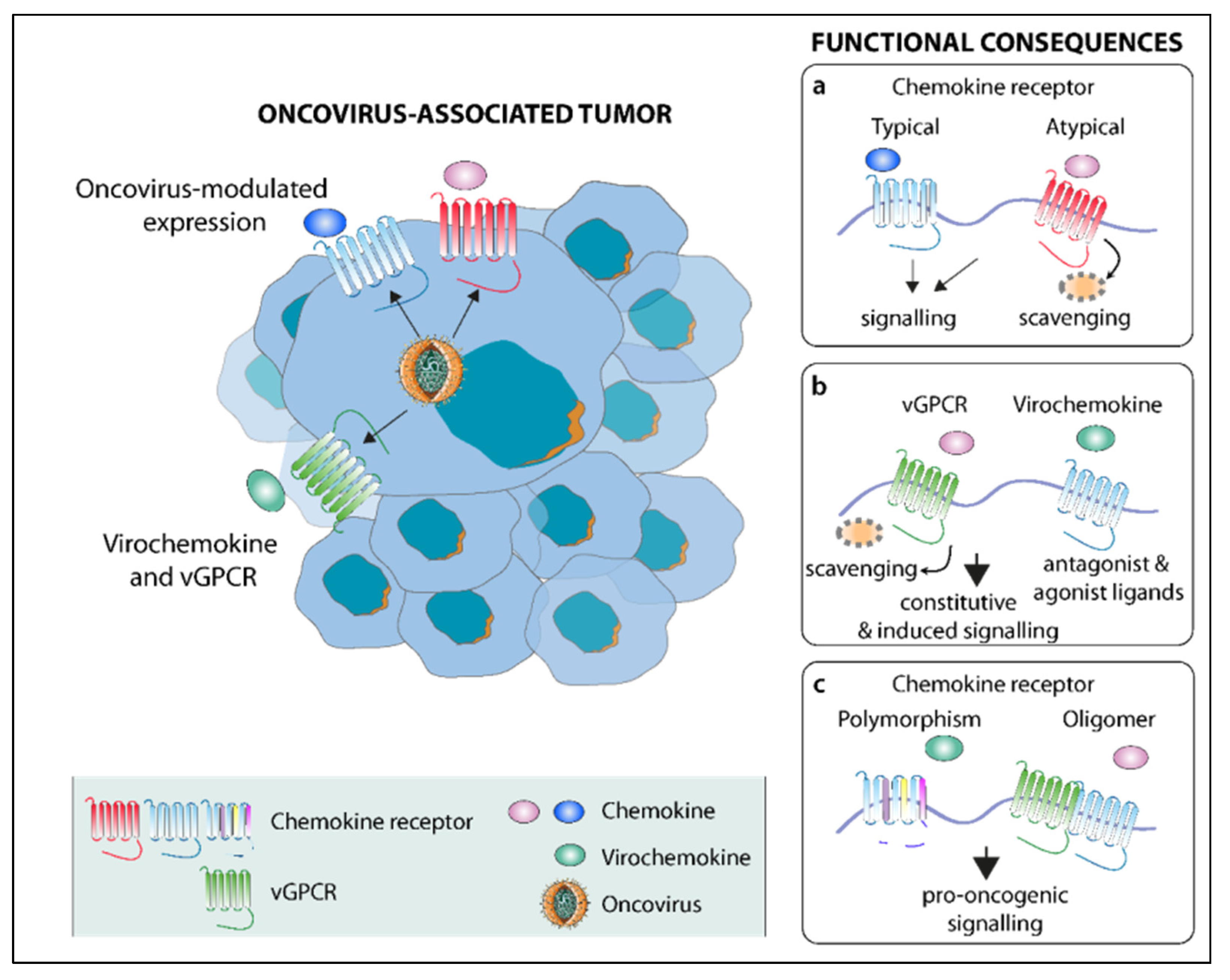 Herpes simplex virus enhances chemokine function through