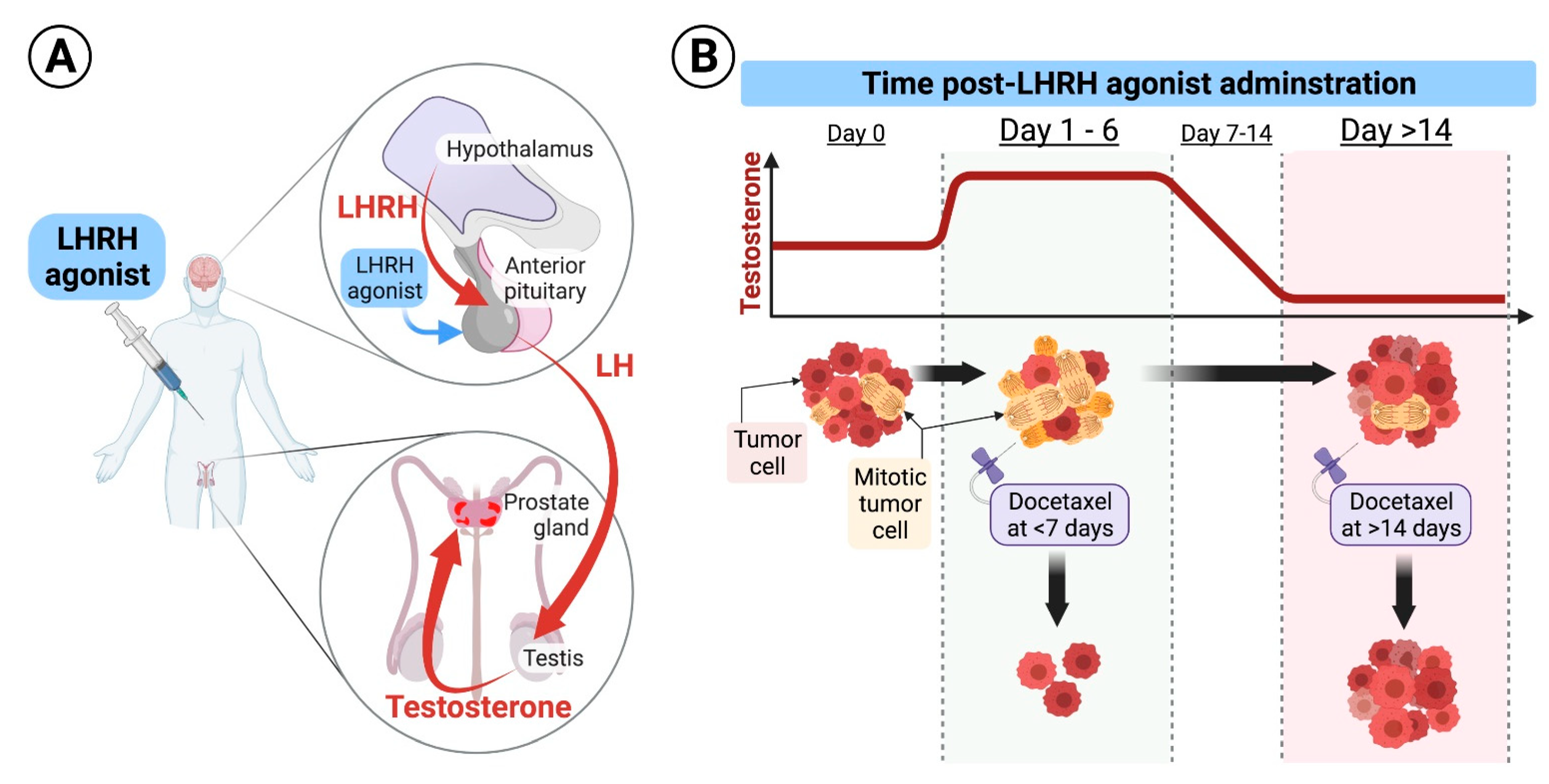 Cancers Free Full Text Administering Docetaxel For Metastatic Hormone Sensitive Prostate