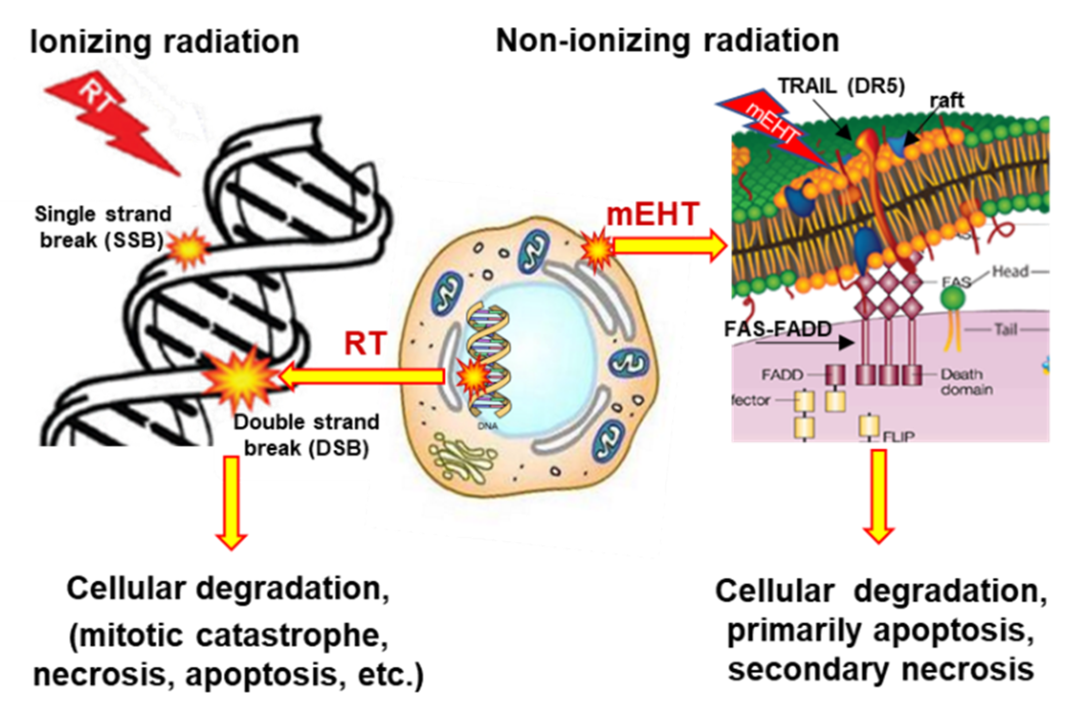 Cancers 14 00901 g006