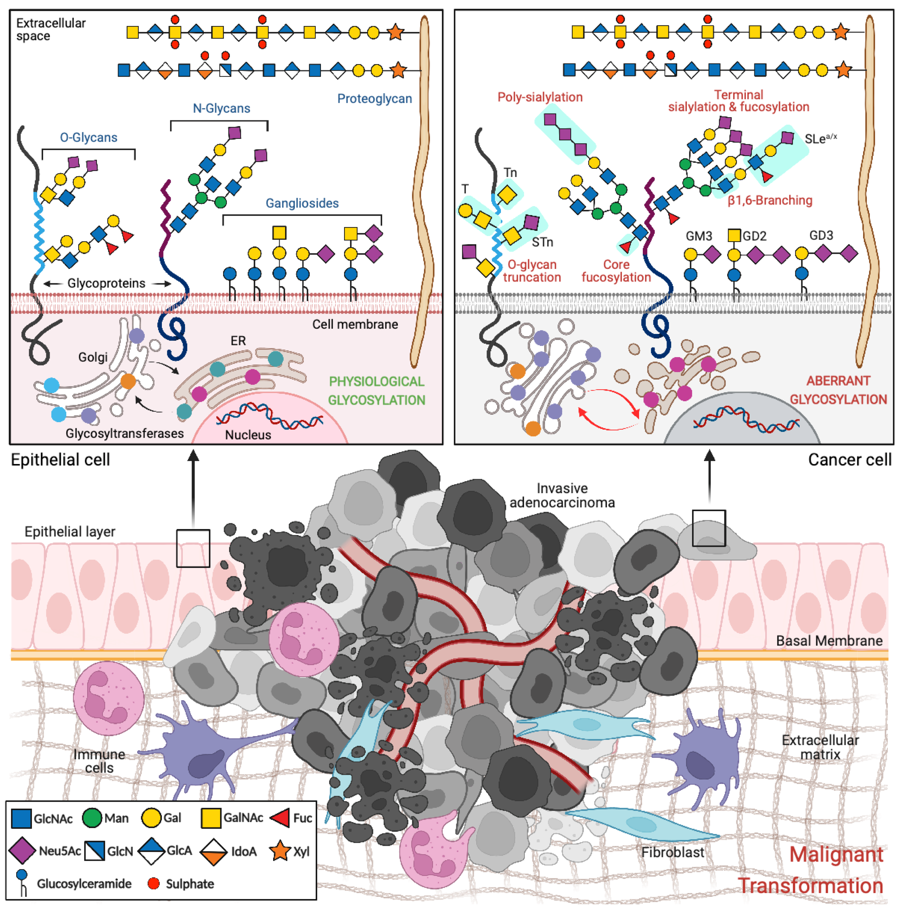 Cancers Free Full Text Glycans As Targets For Drug Delivery In Cancer Html