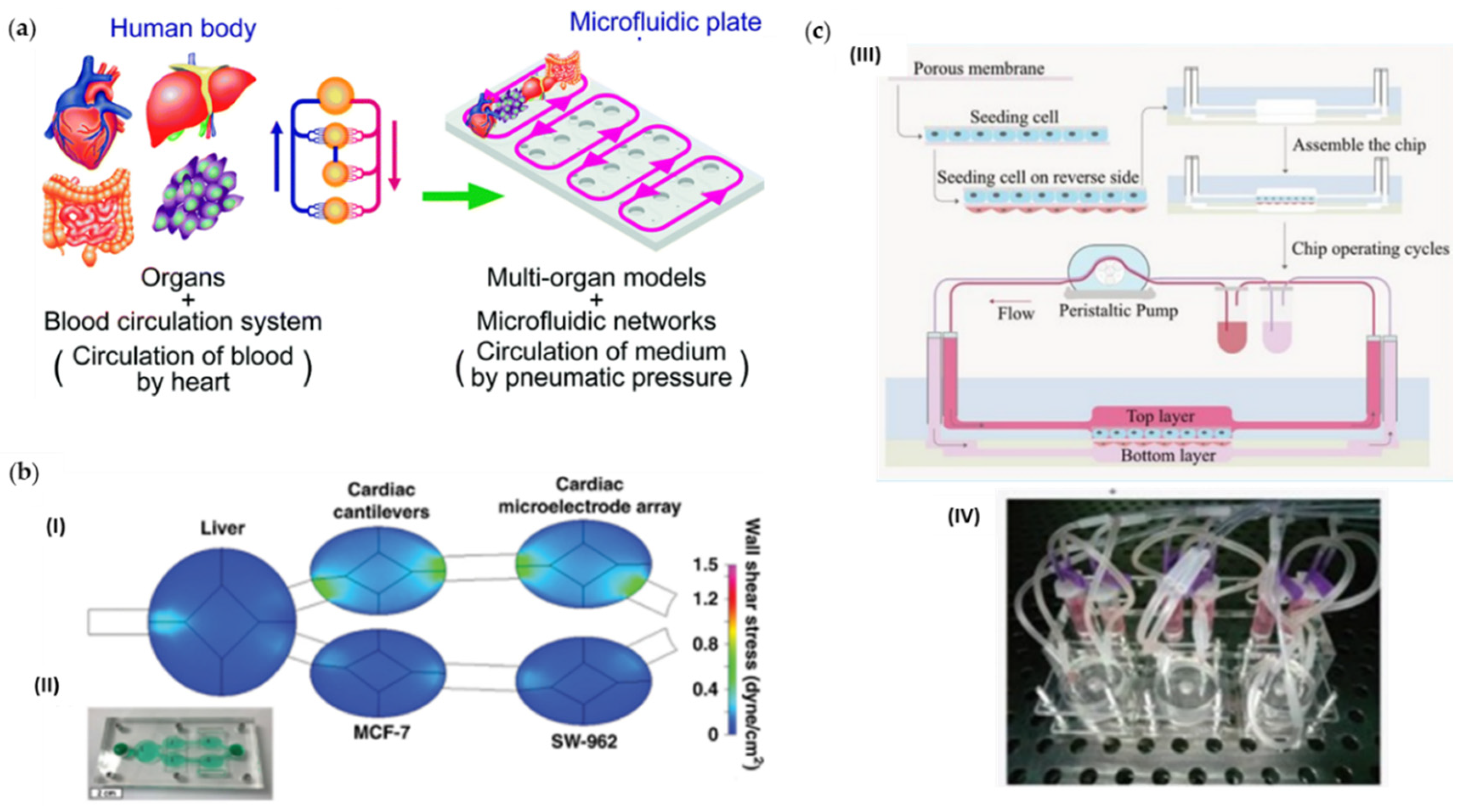 Cancers 14 00935 g008 550
