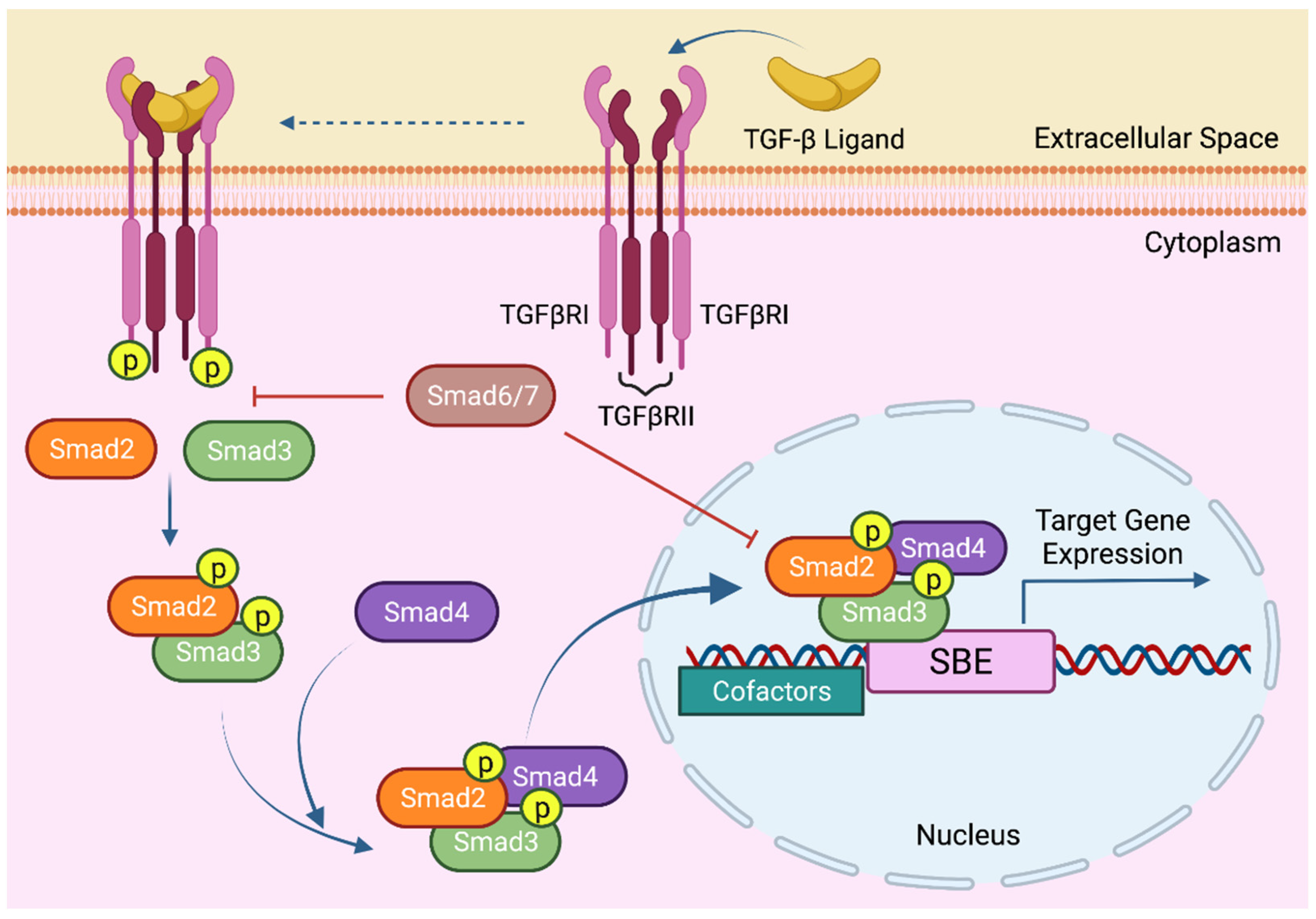 The Bright and the Dark Side of TGF-β Signaling in