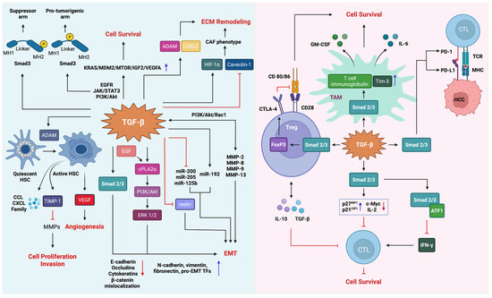The Bright and the Dark Side of TGF-β Signaling in