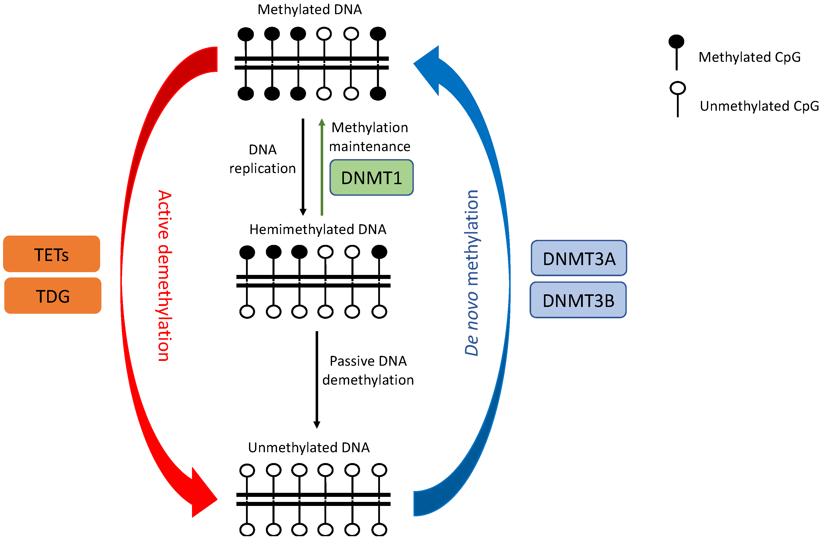 オープンセール 福袋 DNA Methylation in Lung Cancer: Mechanisms and Associations 洋書