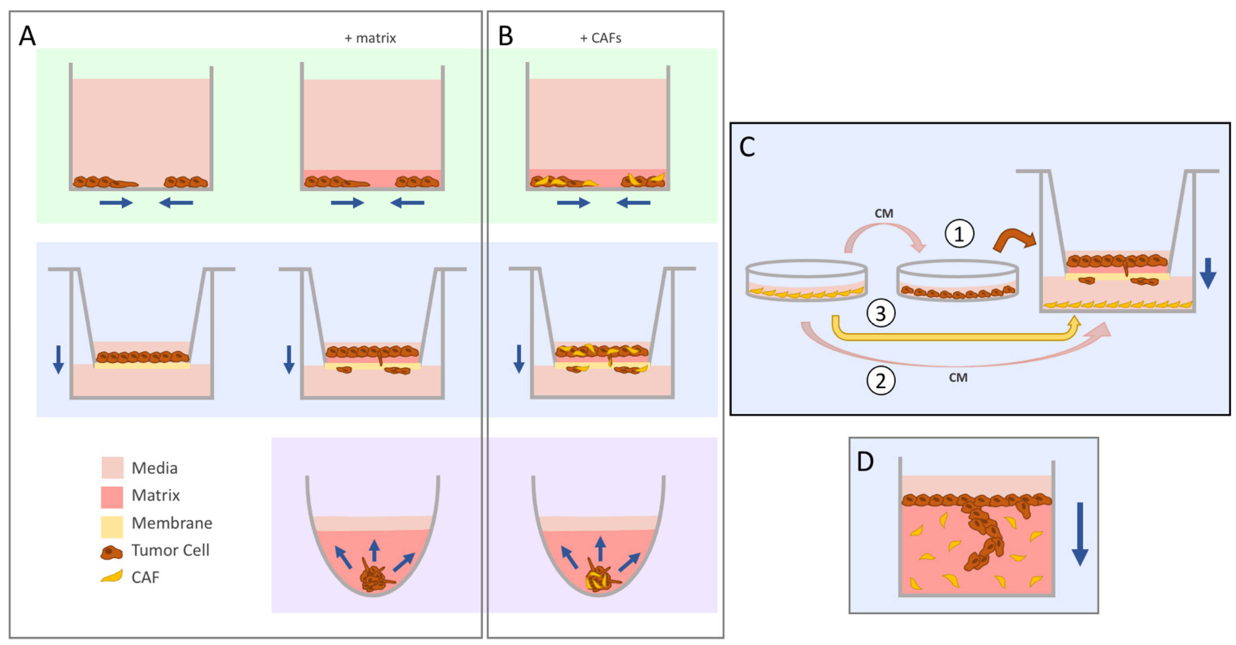 Cancers 14 00962 g001