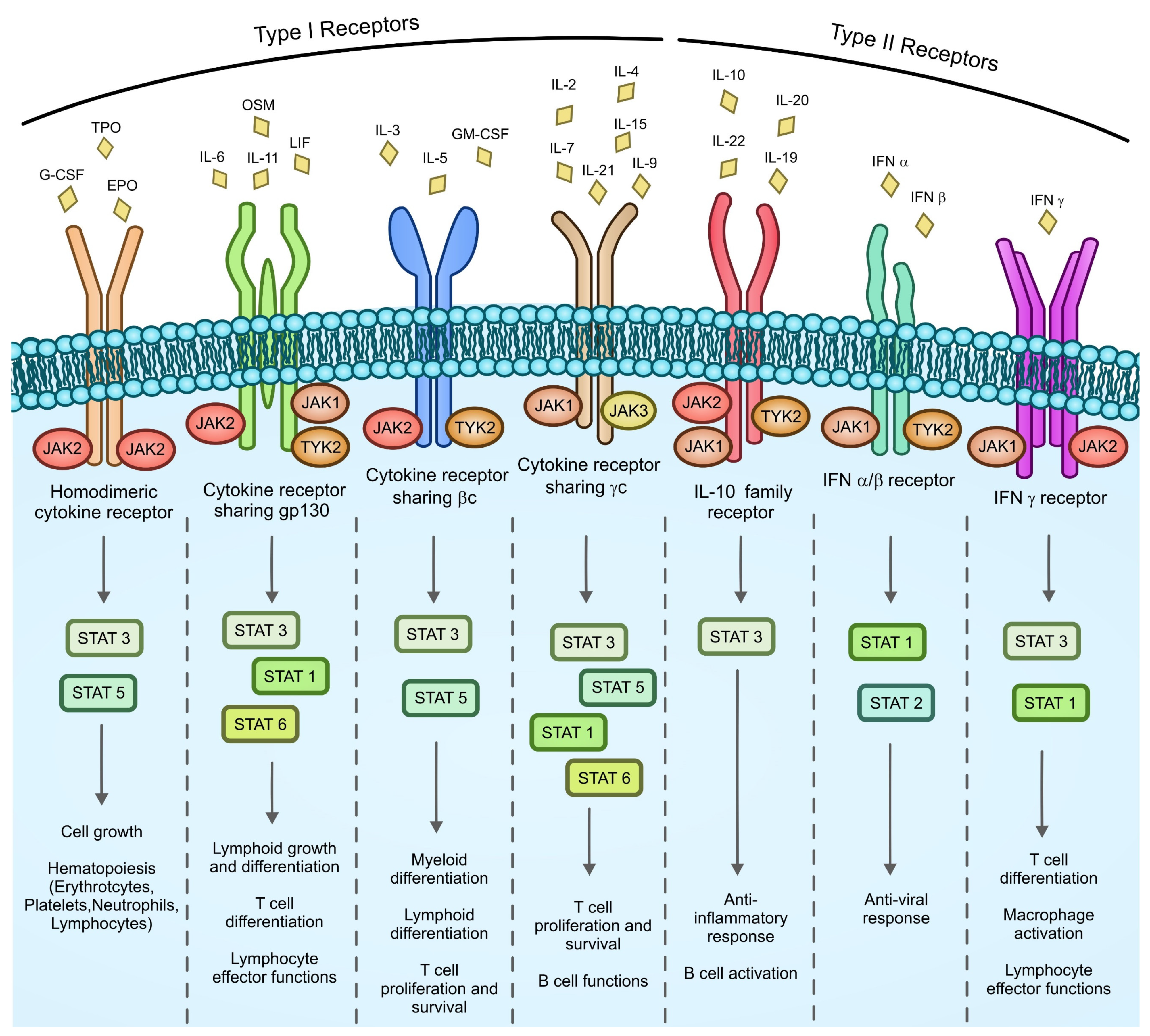 Cancers 14 00972 g001