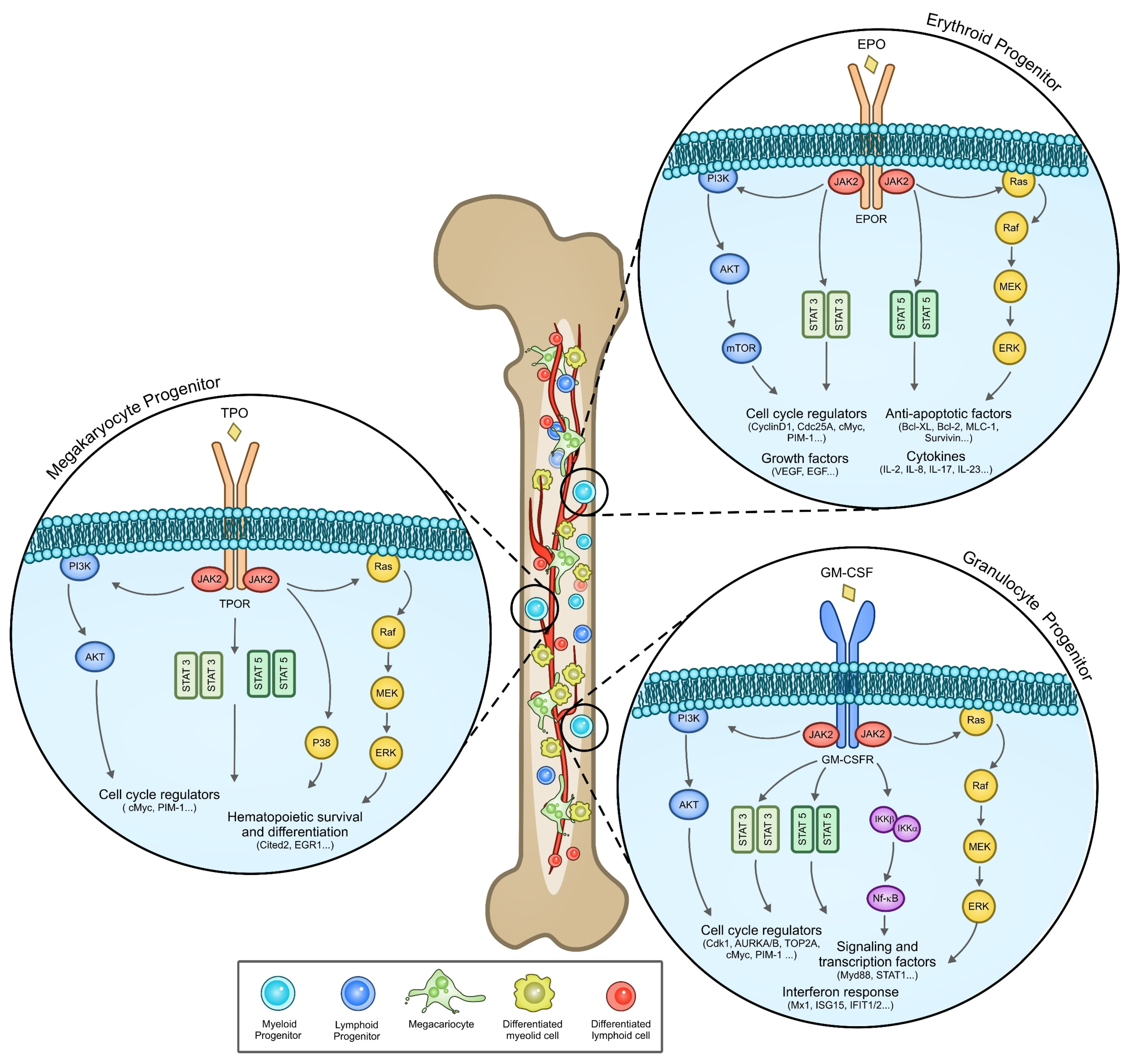 Cancers 14 00972 g002